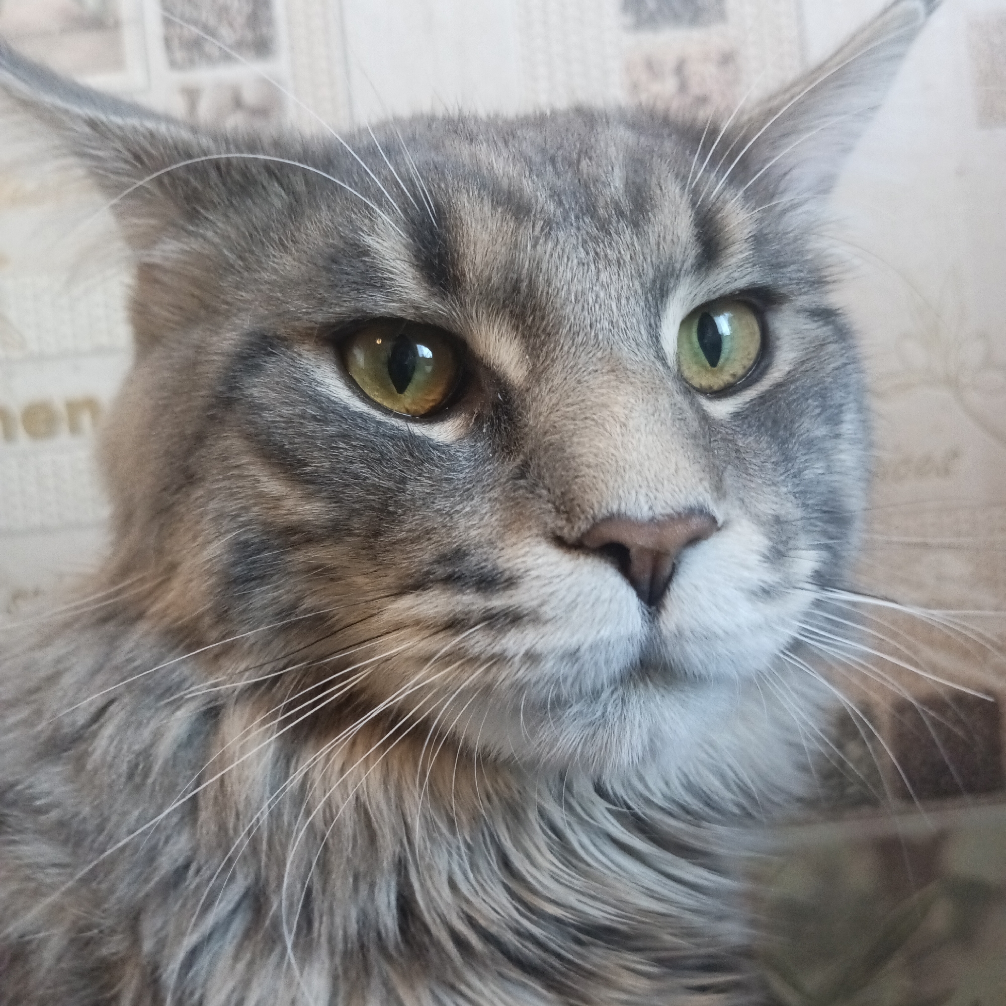 Close-up portrait of a gray tabby Maine Coon cat. The cat has green and yellow eyes, a pink nose, and long white whiskers. The background appears to be an indoor setting with a wall that has a patterned design. There is no indication of this image being taken in the city of Chaikovsky, Russia.