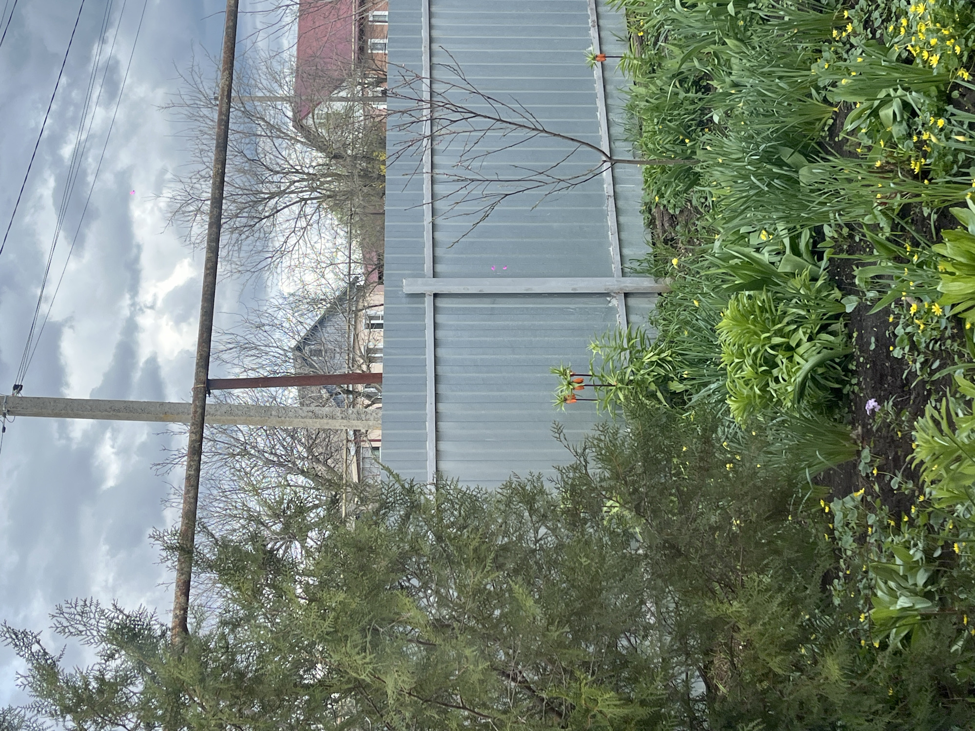 The image depicts a view in Novopokrovskaya, Russia, showing a galvanized steel fence separating a yard from neighboring buildings. An overgrown garden with flowering plants and shrubs fills the foreground. Behind the fence, bare trees and buildings are visible against an overcast sky. A utility pole with power lines is present on the left side of the frame.