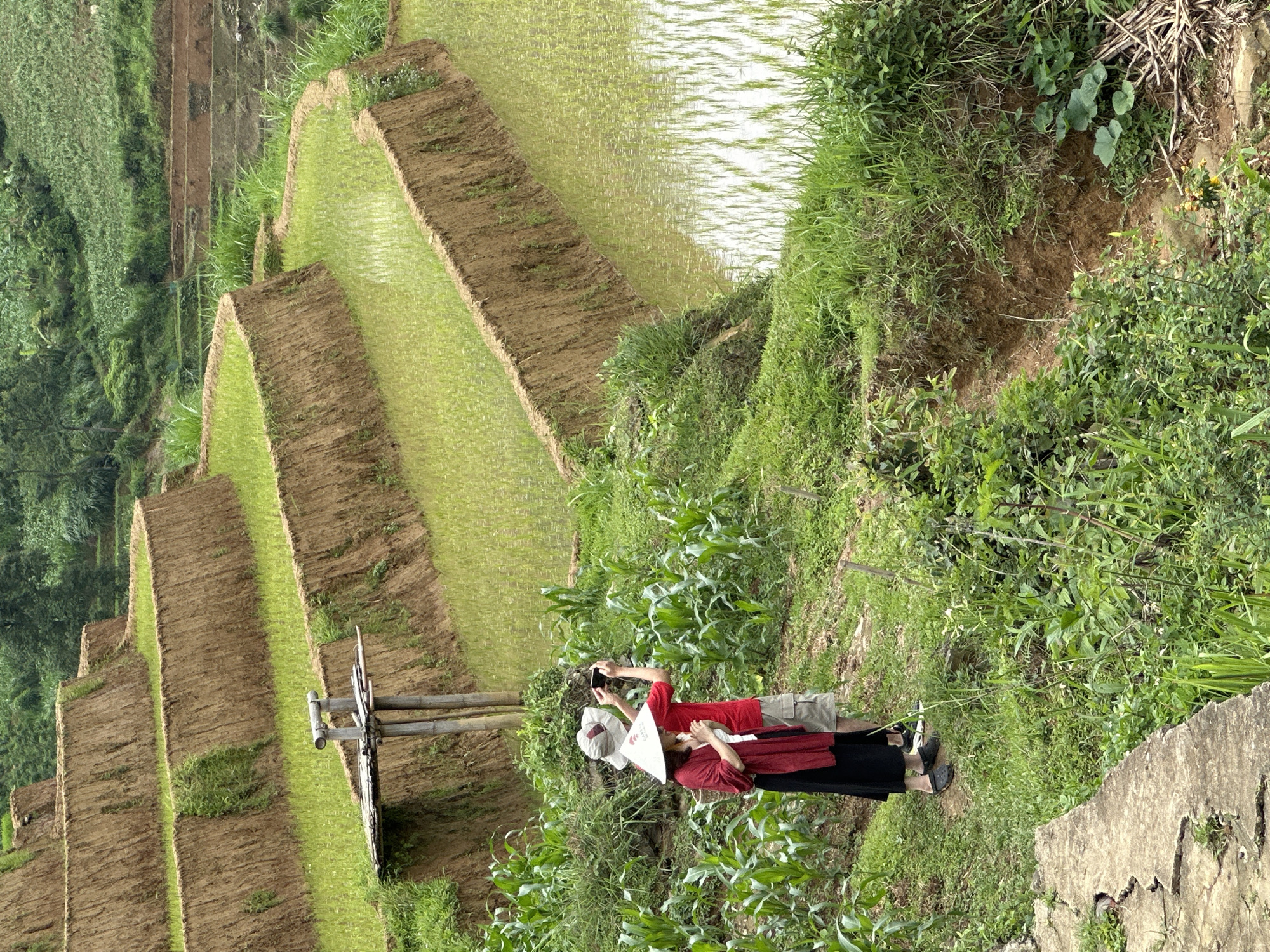 The image depicts a terraced agricultural landscape in Pung Luong, Vietnam, with two individuals in the foreground observing the scene. The central and background areas are dominated by multiple curvilinear tiers of water-filled rice paddies, cultivated with young, light green rice plants. The embankments separating these terraces are composed of reddish-brown soil, some exhibiting sparse green vegetation. Higher in the background, densely vegetated hills and additional cultivated fields are visible.
In the mid-ground, a rudimentary wooden platform constructed from bamboo posts and planks stands within one of the upper rice terraces. It features a horizontal bamboo bar at its apex.
In the foreground, two individuals stand on a grassy dirt path, facing towards the terraced fields.
The person on the left, appearing female, wears a white conical straw hat (nón lá), a red long-sleeved top or cardigan over a lighter garment, a long black skirt, and dark flat shoes. She holds a small, light-colored object in her left hand.
The person on the right, appearing male, wears a light-colored broad-brimmed hat, a red short-sleeved t-shirt, light-colored cargo shorts, and dark shoes. He is holding a black smartphone with both hands, pointing it forward, seemingly capturing an image or video of the landscape.
Young corn plants are visible in the immediate foreground and surrounding area where the individuals are standing. A cracked concrete edge is present on the bottom left. The overall environment suggests an outdoor, rural setting, likely a scenic viewpoint.