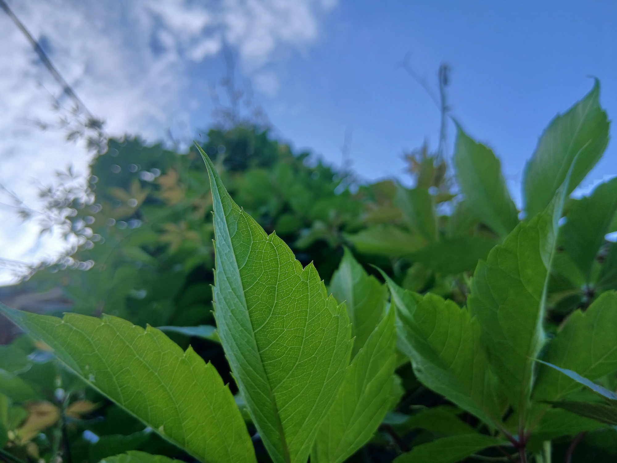 In an outdoor, possibly urban, environment, a close-up, low-angle shot captures vibrant green leaves of a plant, likely a vine. The leaves are detailed with visible veins and serrated edges, with one prominent leaf in the foreground angled towards the top left. The background is a soft blur, with patches of green foliage and a bright blue sky dotted with white clouds. The sky occupies the right side of the image, and a thin, dark horizontal line, possibly a wire or thin branch, is visible in the upper right quadrant. The overall lighting suggests a sunny day.