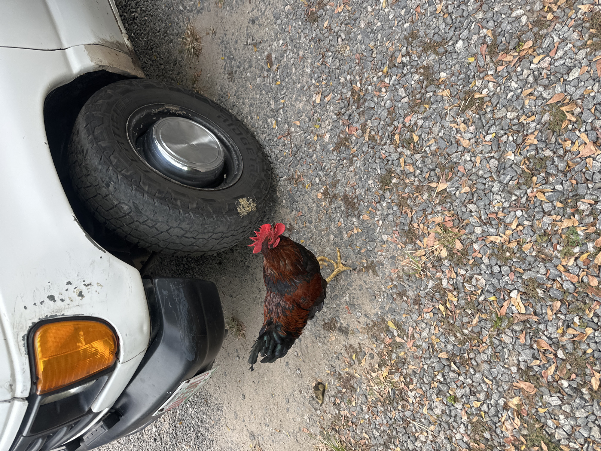 A rooster stands on a gravel surface next to the front tire of a white vehicle with a chrome hubcap. The vehicle has an orange turn signal. The gravel surface is mixed with fallen leaves and small bits of vegetation. The location cannot be determined to be Lagos, Nigeria, from the provided image.