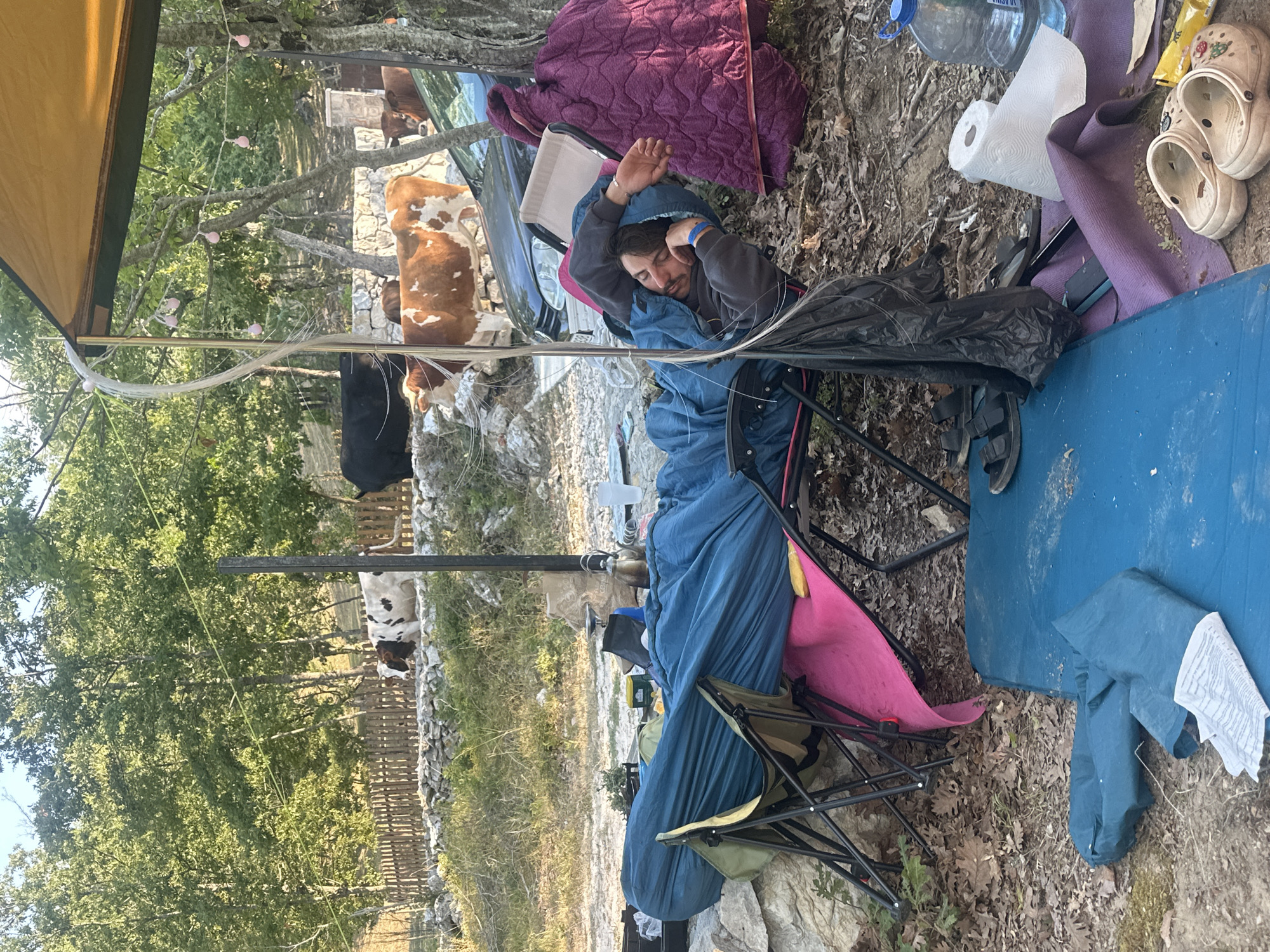A man is sleeping in a blue sleeping bag on a camping chair in a rural outdoor setting. He is wearing a dark hoodie and has a blue wristband on his left arm. The camping chair is placed on a rocky surface with fallen leaves and some camping equipment, including a pink blanket, a blue mat, and a purple mat. In the background, there are several cows grazing near a wooden fence and trees. A tent with a yellow canopy is visible, and decorative pink lights are strung from it. The scene appears to be a campsite in Bukovik, Montenegro.