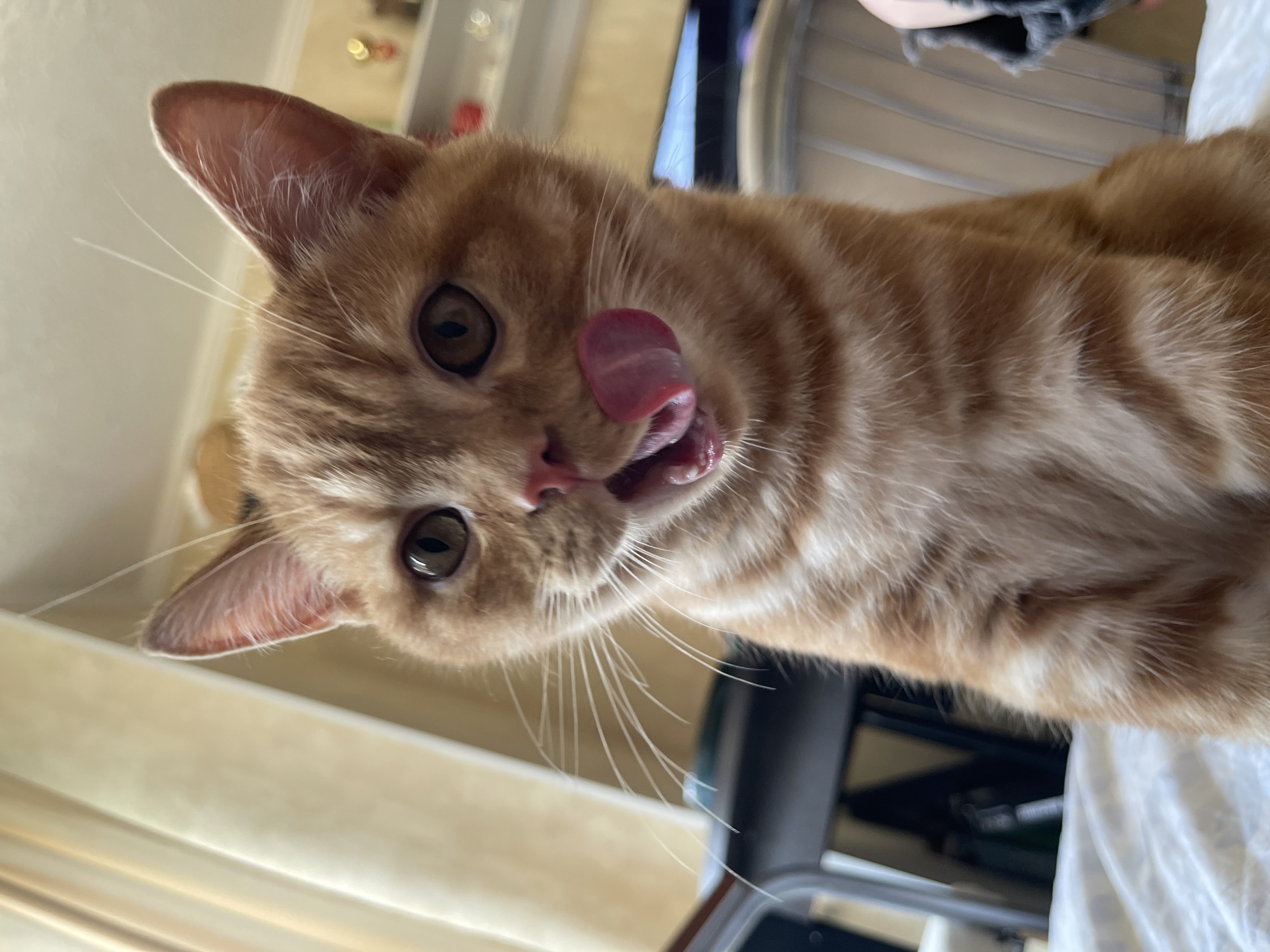 In this close-up, eye-level photograph, an orange tabby cat with white whiskers and a pink tongue is the central subject, positioned in the foreground. The cat's mouth is open, and its tongue is extended, licking its lips, suggesting it is eating or has recently eaten. The background is blurred but shows hints of an indoor environment with what appears to be a bed or soft surface in the immediate foreground. Further in the background, elements like a curtain, furniture, and shelves with items are visible, indicating a domestic setting. There is no discernible information to place this image specifically in the city of Kommunarka, Russia.