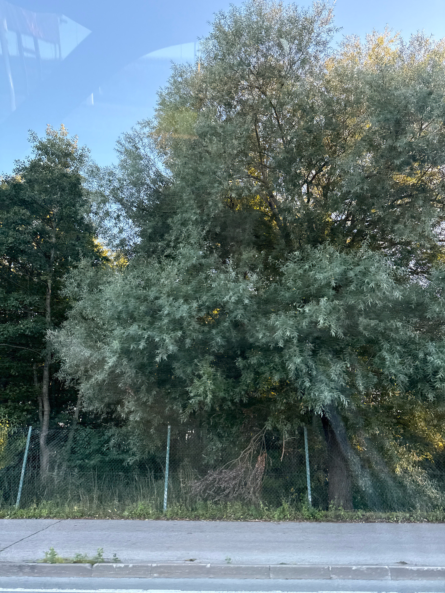 The image shows a view from inside a vehicle, looking out at a tree-lined area with a chain-link fence and a road in the foreground. The trees are predominantly deciduous, with one large tree in the center displaying silvery-green leaves. The sky is clear and blue, with reflections visible on the vehicle's window, suggesting a sunny day. A chain-link fence runs horizontally across the middle ground, separating the road from the natural area. The road appears to be asphalt with a concrete curb. The natural area behind the fence is dense with vegetation, including tall grasses and more trees. There are no people visible in the image. The scene suggests an urban or suburban environment, likely near a park or a natural reserve.