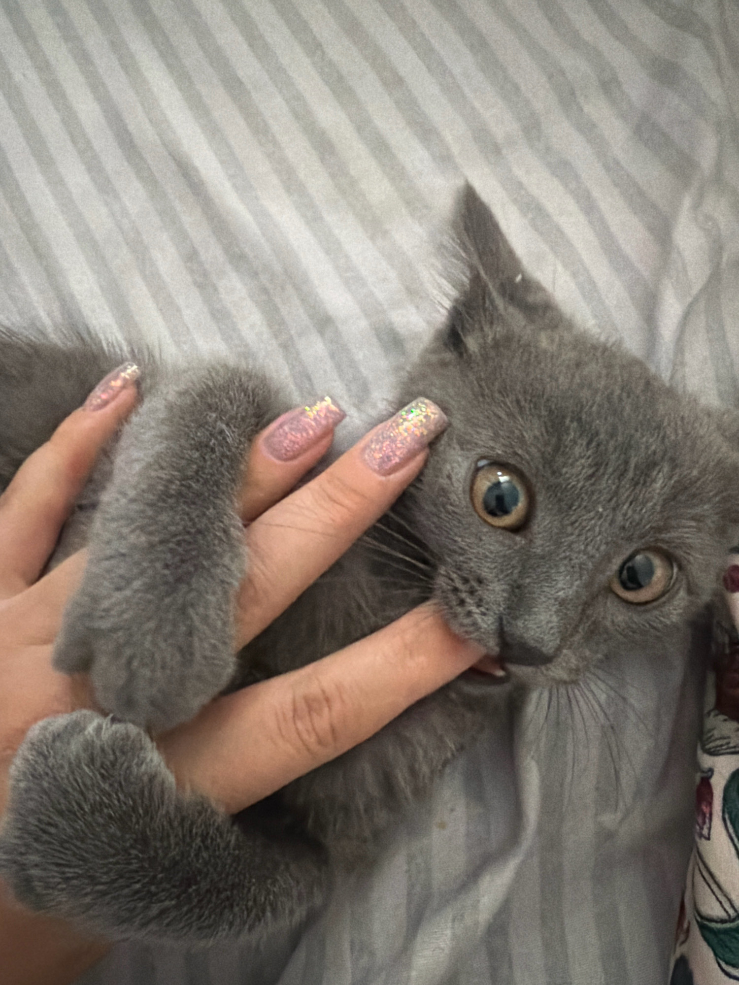 A close-up, high-angle shot shows a person's hand with pink, glittery nails gently holding a small, grey kitten by its neck. The kitten is biting the person's finger. The kitten has large, round, golden eyes and grey fur. The background is a striped grey fabric. The scene appears to be indoors. The location in the city of Satbayev, Kazakhstan is not discernible from the image.