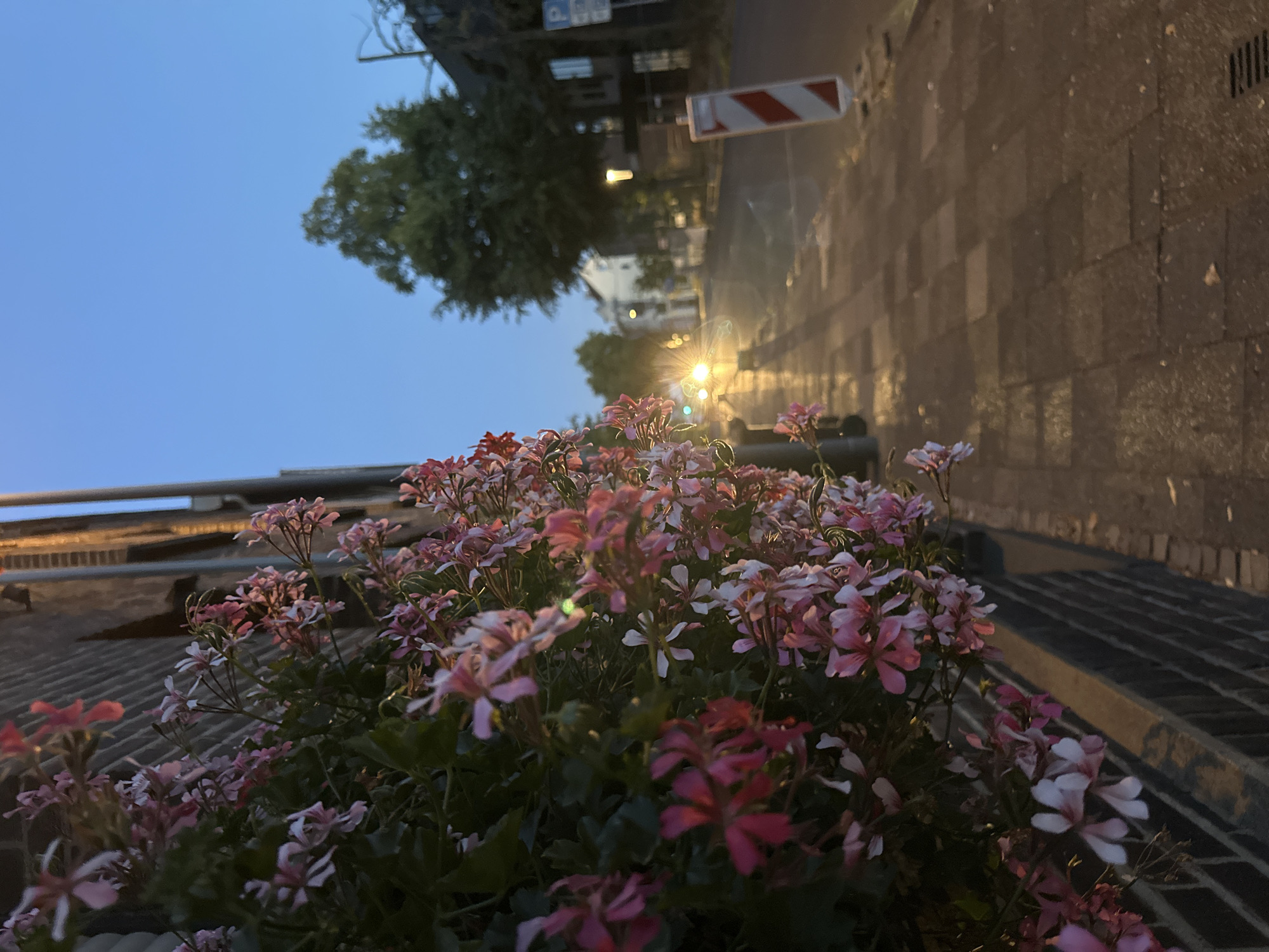 The image depicts a street scene in Krefeld, Germany, at dusk. In the foreground, to the left, is a wall adorned with abundant pink and white flowers, likely geraniums, cascading from planters. The wall itself appears to be constructed of dark brick. Adjacent to the flowers, a dark vertical pipe runs along the side of a building. The street stretches into the background, paved with reddish-brown square tiles, some of which appear wet, reflecting the ambient light. On the right side of the street, a red and white striped traffic marker stands near the sidewalk. Further down the street, trees line the road, and several buildings are visible. Streetlights and vehicle headlights cast a warm glow on the wet pavement, creating streaks of light. The sky is a deep blue, transitioning from evening twilight. No people are visible in the image.