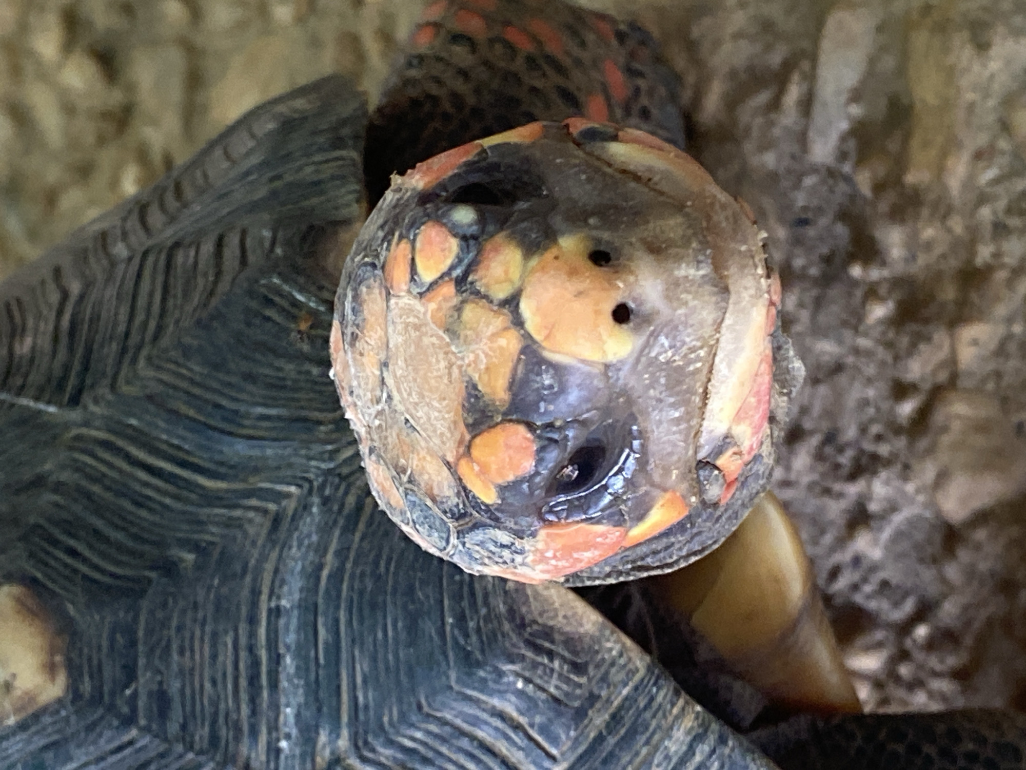 The image shows a close-up of a tortoise head and part of its shell. The tortoise has a dark grey shell with distinct patterned scales. Its head is rounded with a mix of orange, red, and dark grey markings. There are two visible holes near the top of its head, and one dark eye is apparent. The tortoise's skin has a slightly wet or glossy appearance. The background includes a grainy, brownish material, likely soil or substrate. The tortoise is likely positioned on or near the ground. The scene suggests a natural or captive environment.
The image does not give information to suggest it was taken in Tinaquillo, Venezuela.