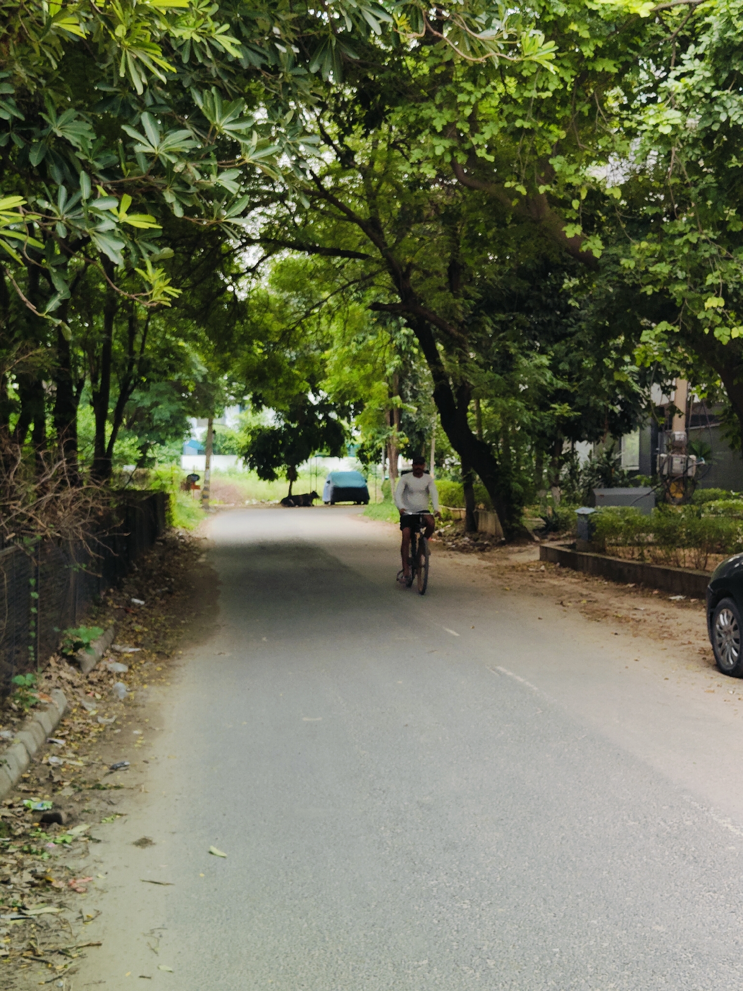 A man is riding a bicycle on an asphalt road in Gurgaon, India. The road is lined with trees and shrubbery, and there is a black car parked on the right side of the road. In the background, there is a blue tarpaulin covering something, and two cows are lying down. The man is wearing a white long-sleeved shirt and dark shorts. He is riding a bicycle with a dark frame. The trees are lush and green, with a canopy covering much of the road. The lighting suggests it is daytime.