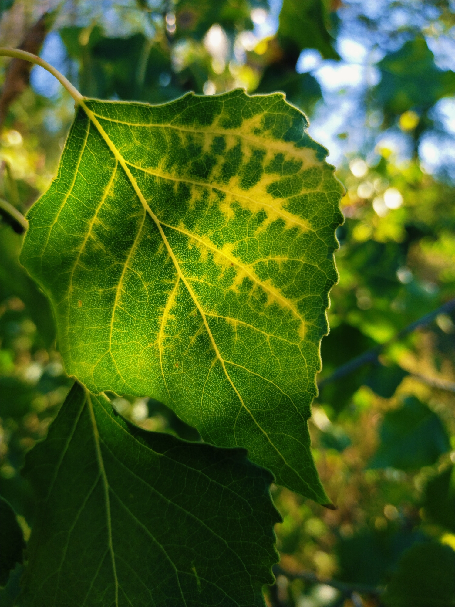 A close-up, low-angle shot focuses on a single, large green leaf with serrated edges, its surface displaying a pattern of yellow veins and patches, suggesting variegation or early signs of yellowing. The leaf is positioned in the foreground, angled to the right, with a delicate stem extending from the upper left corner. Behind it, a cluster of out-of-focus green leaves and dappled sunlight creates a bokeh effect, hinting at an outdoor, natural setting. The lighting suggests it is daytime, with sunlight filtering through the foliage. There are no people or man-made structures visible in the image, and its location within Horishni Plavni, Ukraine, cannot be determined from the visual information provided.