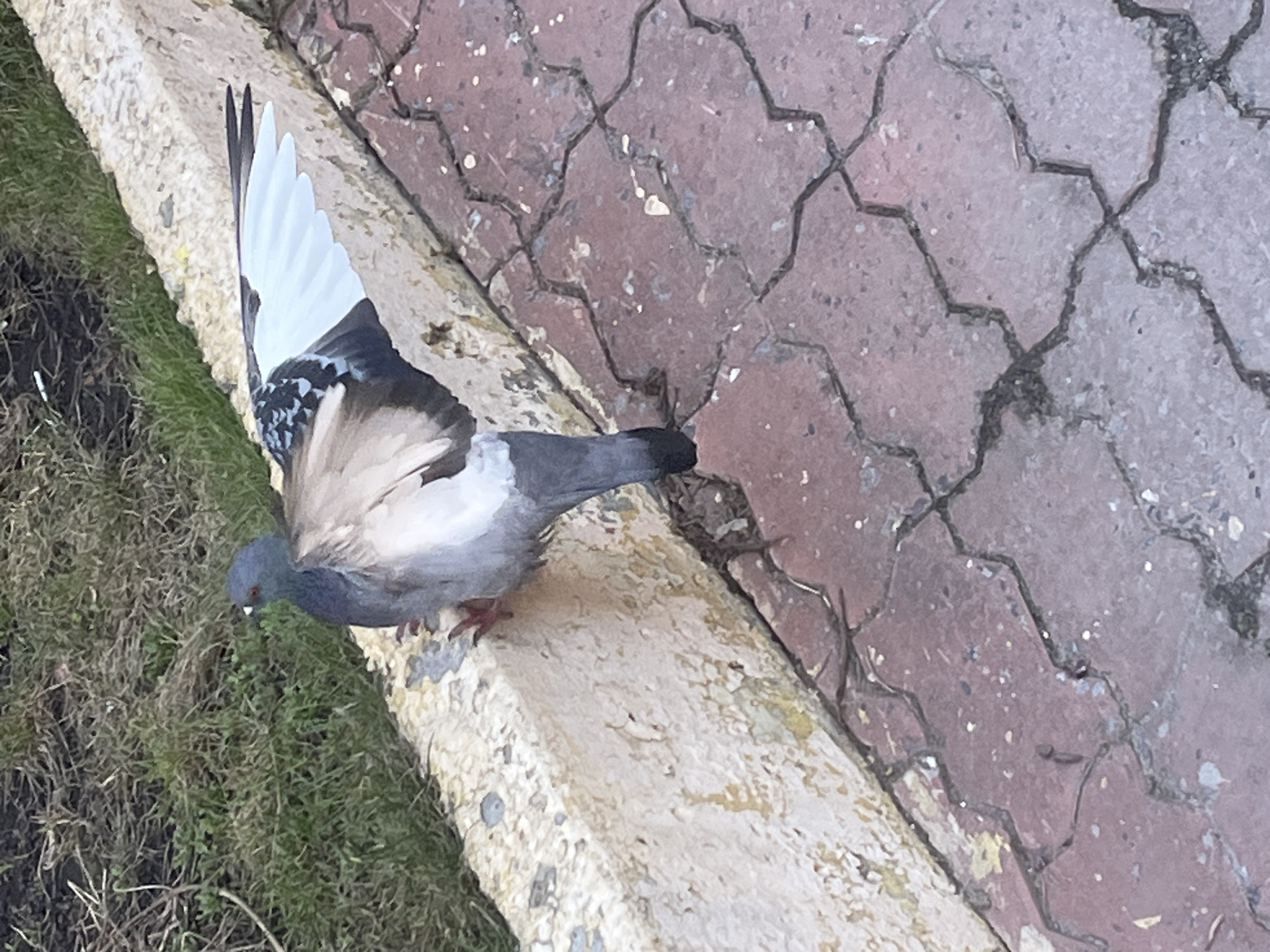 A pigeon stands on a concrete ledge separating grass from a brick-paved area. The pigeon is gray with white and black markings on its wings, and one wing is partially extended. The bricks are red and gray. The location is Ulyanovsk, Russia.