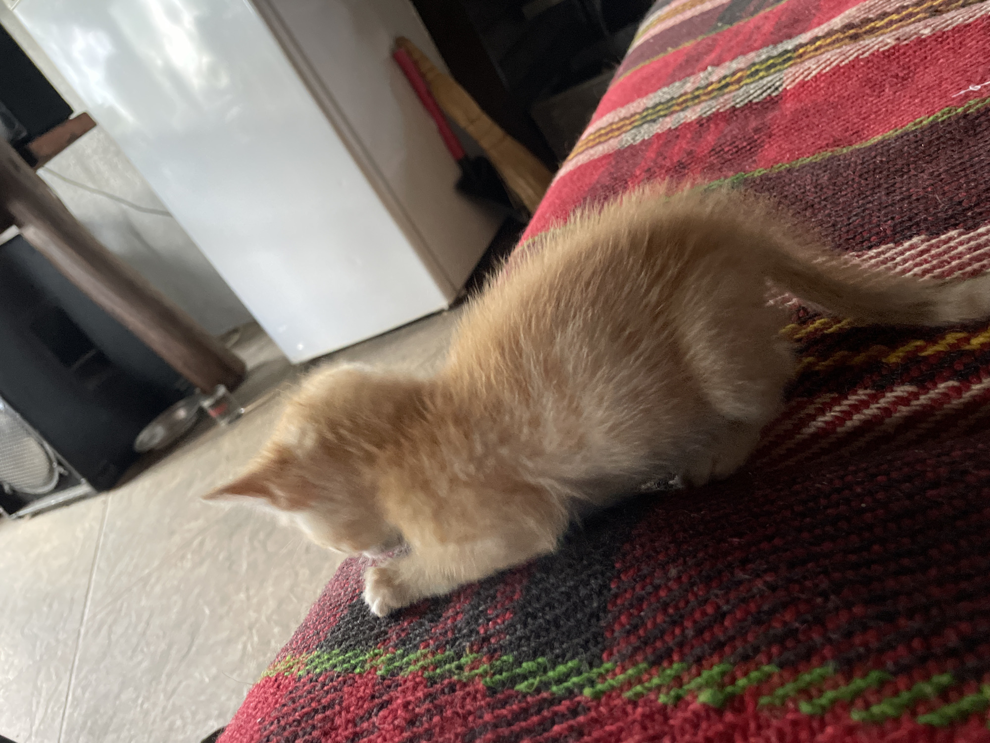A small, light orange kitten is lying on a red, black, and green striped blanket. The kitten is facing left, with its head slightly bowed. In the background, a white refrigerator is visible, as well as a tiled floor and other items. The location is unknown.