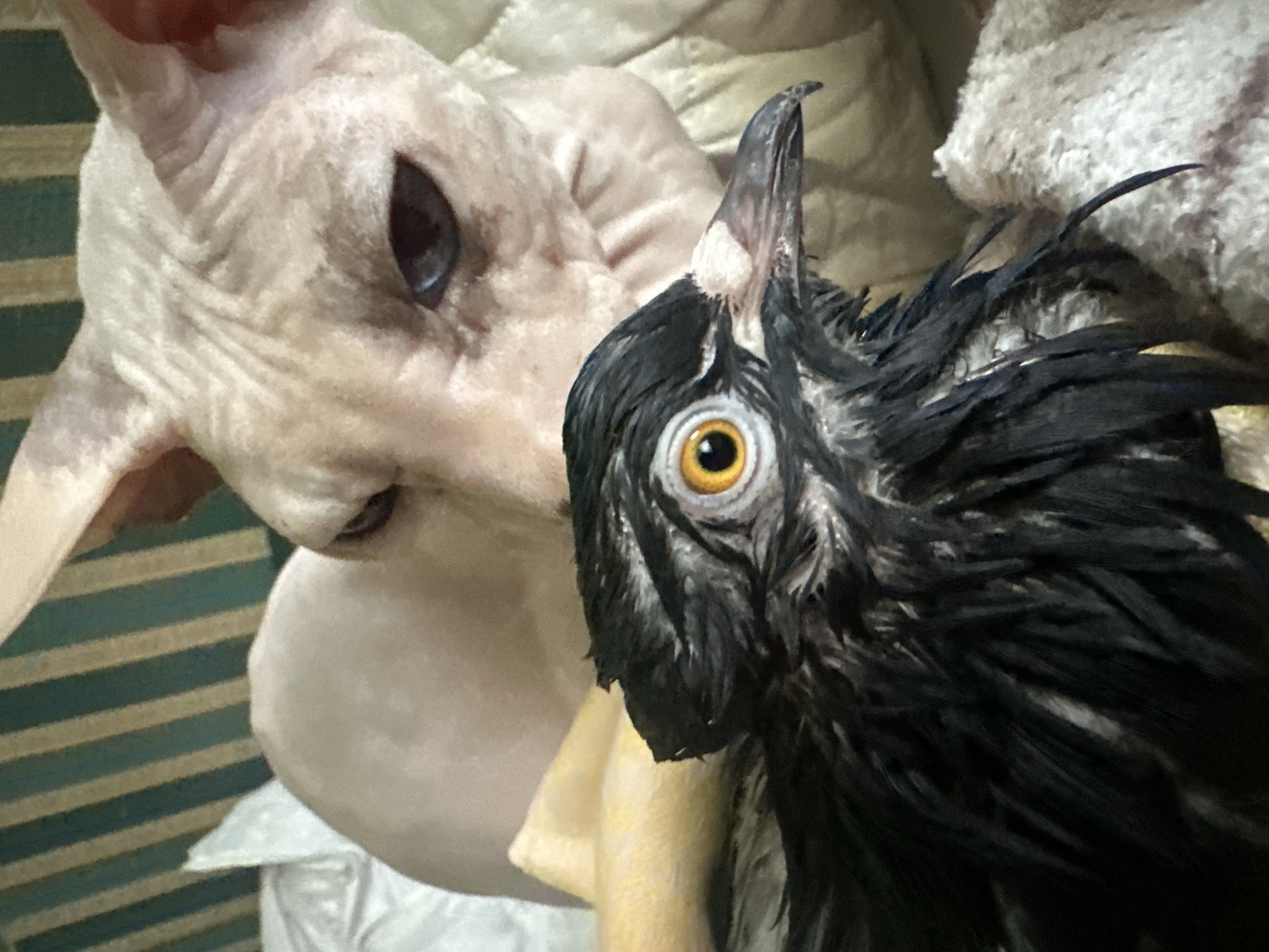 A Sphynx cat with pale pink skin and dark eyes is positioned behind a wet black bird. The bird, with bright yellow eyes and a sharp beak, is in the foreground, appearing somewhat disheveled. They are situated in an indoor environment with a striped background and soft furnishings. The scene does not provide any identifiable information or context related to Togliatti, Russia.