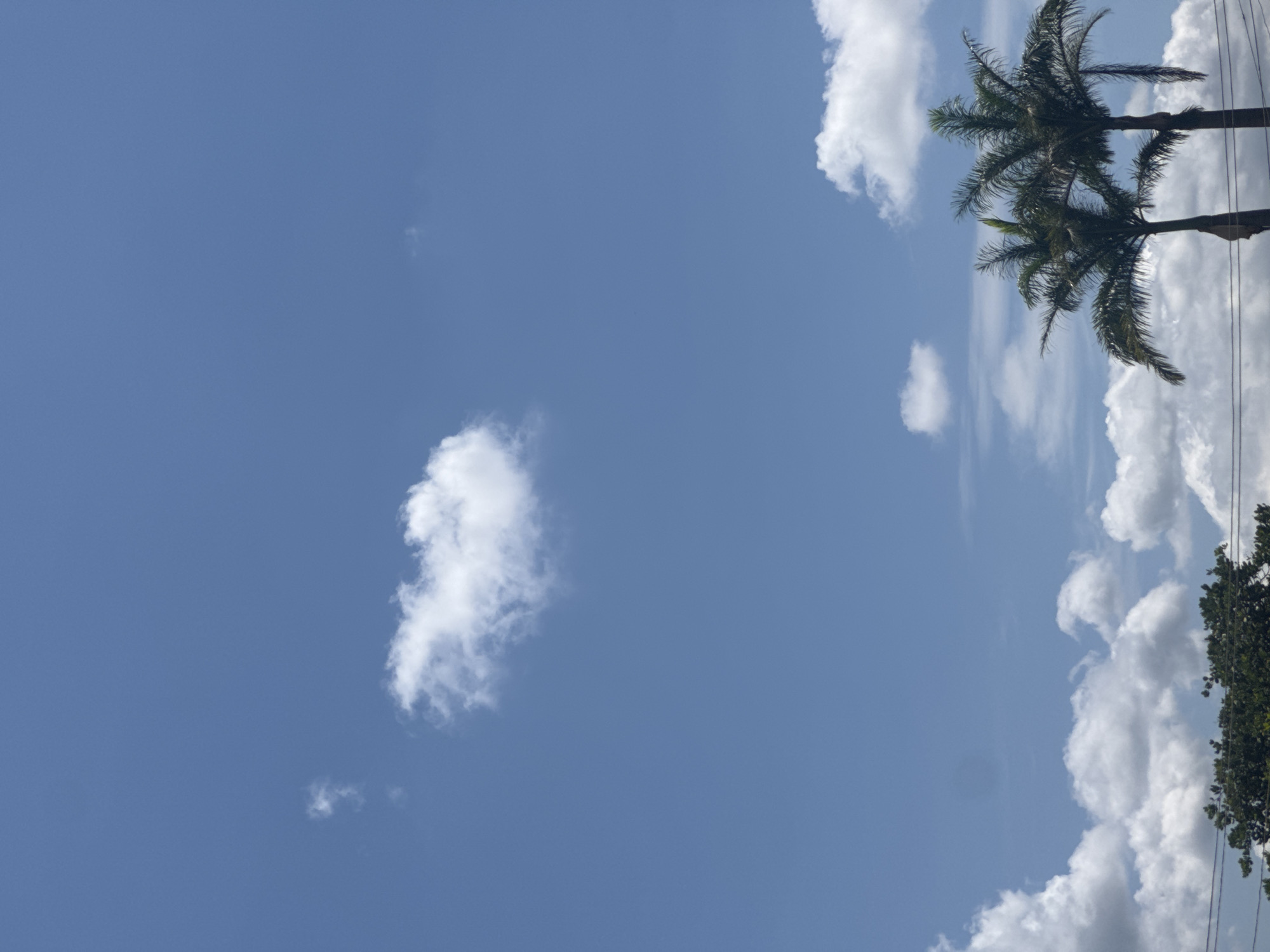 The image shows a bright blue sky with scattered white clouds. In the foreground, two palm trees are silhouetted against the sky. The trees have tall, slender trunks and full, feathery fronds. The bottom of the image shows a dark green canopy of trees and a few thin black wires, possibly power lines. The overall impression is of a clear, sunny day in a tropical or subtropical location.