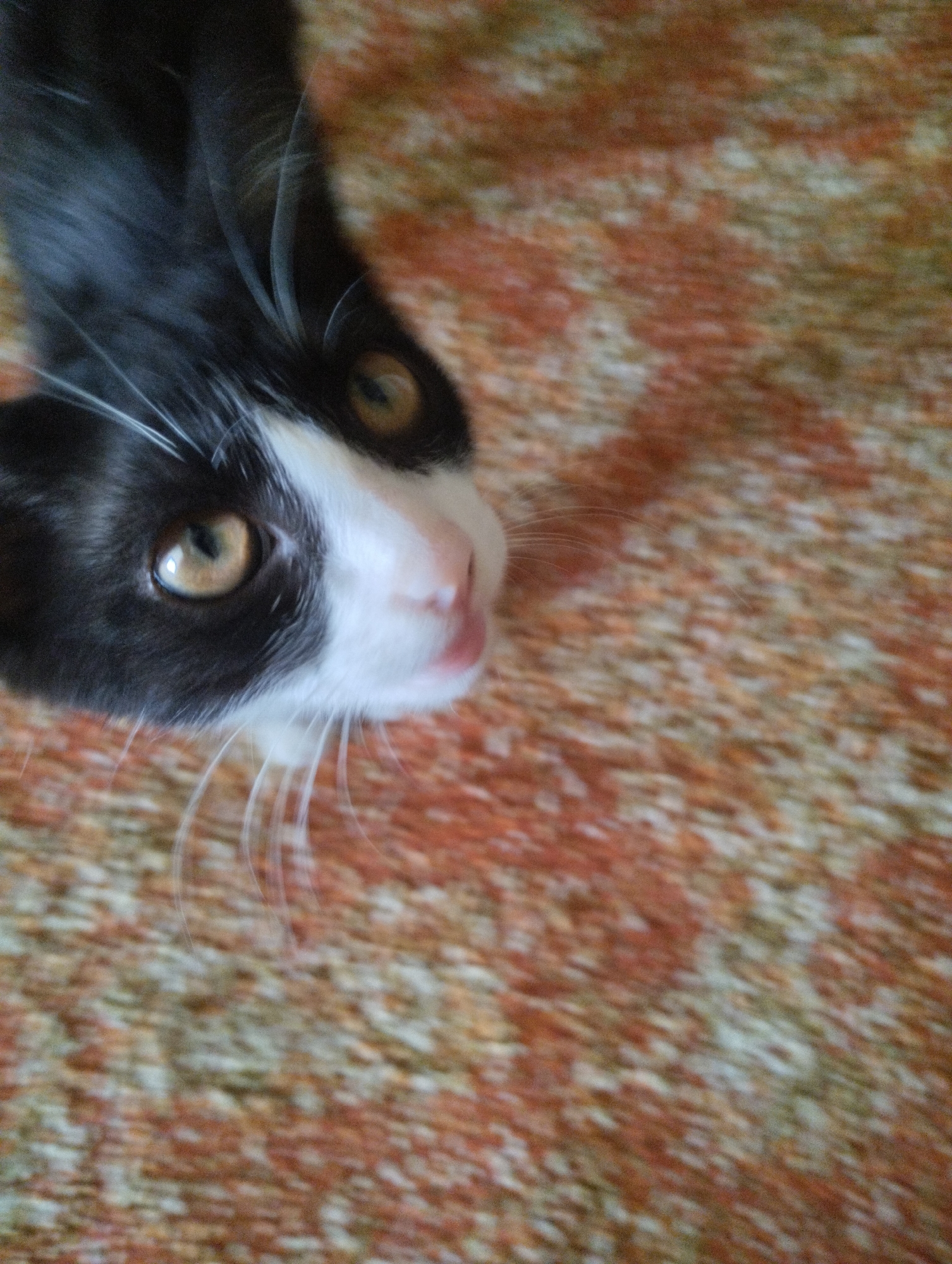 The image shows a close-up, slightly blurry shot of a black and white cat's face. The cat is looking upwards, and its whiskers are prominent. The cat's eyes are wide and appear to be yellow or amber. Its nose is pink. The cat's fur is black on its head and ears, with white markings on its face, chest, and muzzle. The background is a textured, blurry surface with colors ranging from orange to beige. There are no discernible elements of a city or specific location.