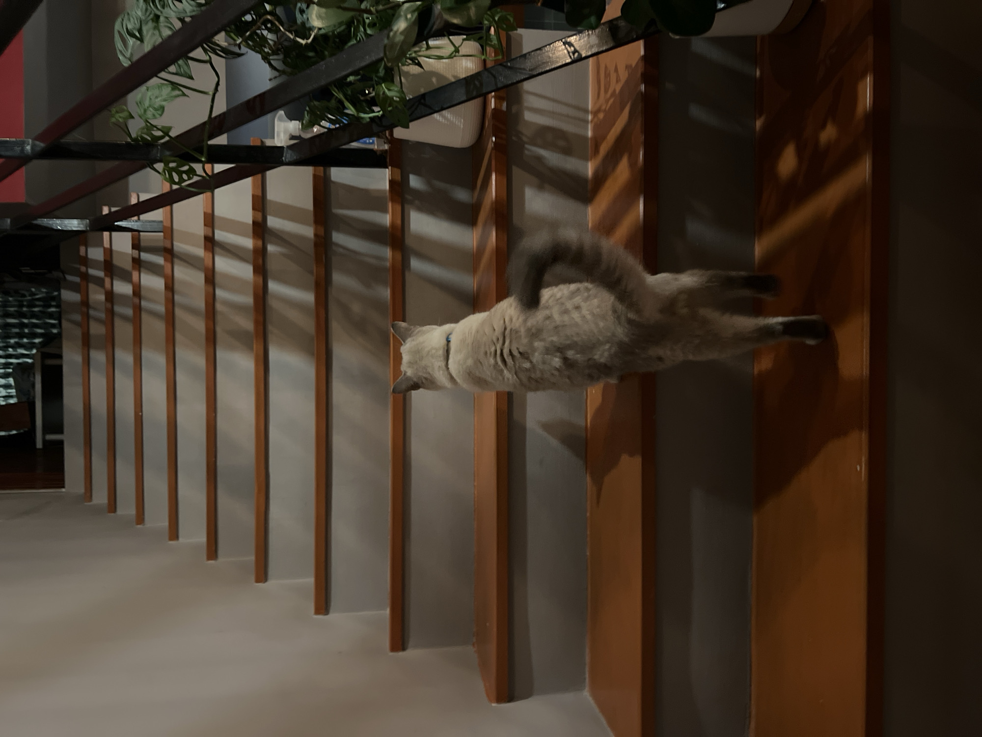 A light-colored cat with grey markings walks up a wooden staircase. The staircase has grey risers and dark brown wooden treads. A black metal railing runs along the right side of the stairs, with a potted plant next to it. The walls on the left are painted a light neutral color. The lighting suggests it is indoors, likely in a residential setting.