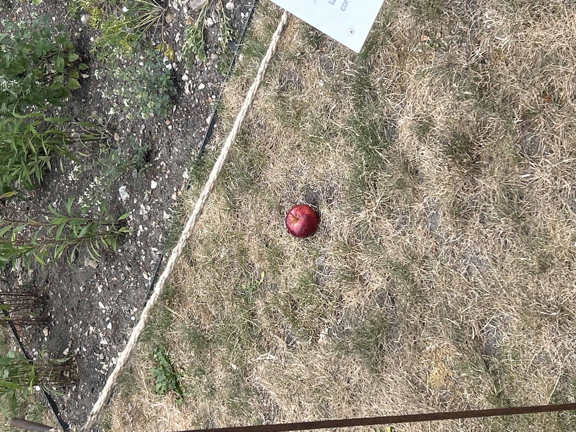 The image shows a single red apple lying on dry, brown grass in Cambridge, United Kingdom. Behind the grass is a garden bed with soil, small white stones, and various green plants. A thick rope runs diagonally across the frame from the top left to the bottom right, dividing the grass from the garden bed. A thin, dark metal pole is visible on the left side of the image. In the bottom right corner, a white sign with some text is partially visible. The scene appears to be outdoors, possibly in a park or garden setting.