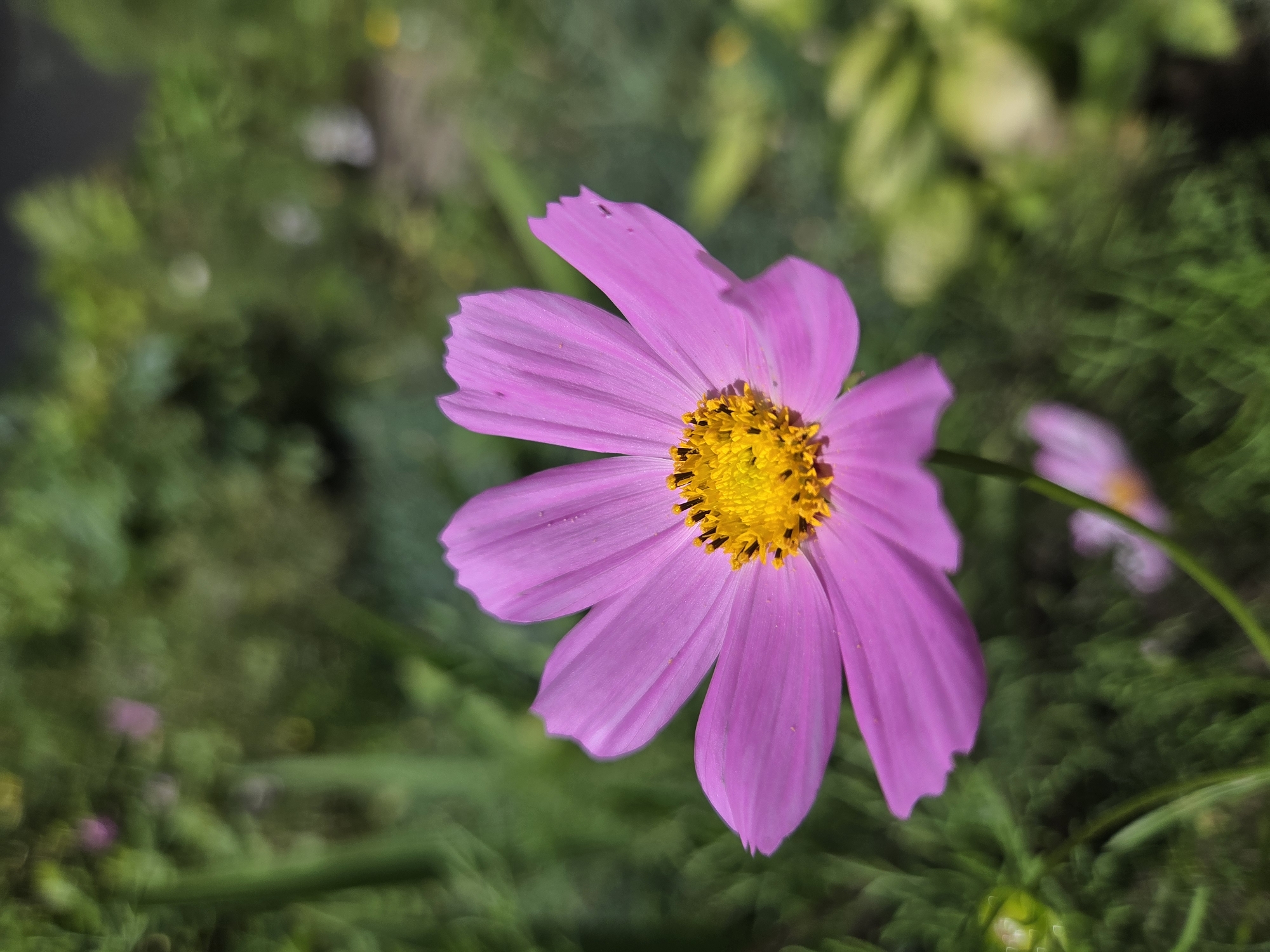 This is a close-up, eye-level photograph of a single pink cosmos flower with a bright yellow center. The flower's petals are delicate and have a slightly serrated edge. The background is a blur of green foliage, suggesting an outdoor setting. There are no people or man-made objects visible in the image, and the focus is entirely on the flower. The scene does not provide any specific information that would indicate its location within the city of Ulyanovsk, Russia.