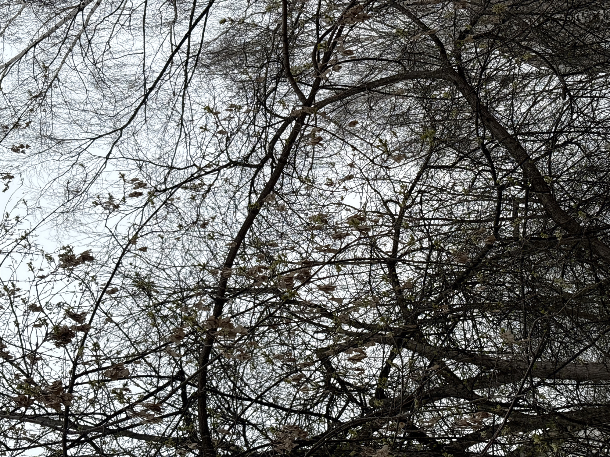 The image presents a close-up view of a dense canopy of deciduous tree branches, seen from below against an overcast sky. The trees are largely bare, showcasing an intricate network of dark brown and black branches and slender twigs that crisscross the frame. Many branches still hold clusters of small, dried, light brown leaves or seed pods. Additionally, tiny, pale green buds are discernible on some twigs, indicating the early stages of spring growth.
The sky is a uniform, bright light gray, suggesting an overcast day without direct sunlight. The overall impression is one of a transitional season, likely early spring, where new life is just beginning to emerge from the dormant winter state. No people, animals, or discernible activities are present. The focus is entirely on the organic, skeletal structure of the trees against the muted sky. The location is Chaikovsky, Russia. No text is visible in the image.