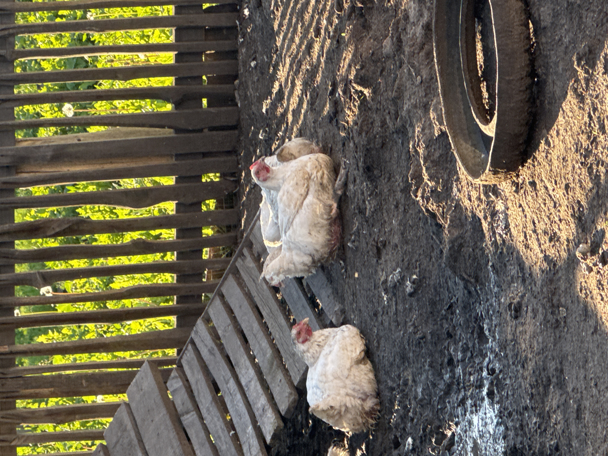 The media file shows two chickens on a rough, dark surface, possibly dirt or mud, in what appears to be an outdoor enclosure. To the left of the chickens, there is a wooden structure composed of horizontal planks, with bright green foliage visible through the gaps. This suggests the presence of vegetation and possibly a rural setting. The sunlight casts long shadows across the ground, indicating it is either early morning or late afternoon. The chickens are white and fluffy, with red combs on their heads. One chicken is positioned slightly higher than the other and appears to be resting or huddled. The other chicken is looking upwards. In the upper right corner of the image, a portion of a dark, round object, likely a tire, is visible. The overall scene is rustic and appears to be a farmyard or similar outdoor area in Starokhalilovo, Russia. There is no visible text.