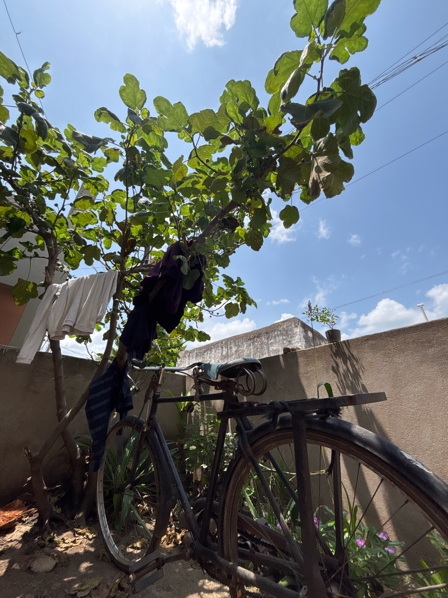 A bicycle with a rack is parked outdoors, partially obscured by a tree with large green leaves. Several pieces of clothing are hung on the tree's branches. The scene is set against a backdrop of a textured wall and a bright blue sky with scattered clouds. In the distance, a small potted plant is visible on top of the wall. The ground around the bicycle is covered with dirt and fallen leaves. The image appears to be taken in Ghataprabha, India, judging by the architectural style and vegetation. There are no people visible in the image.