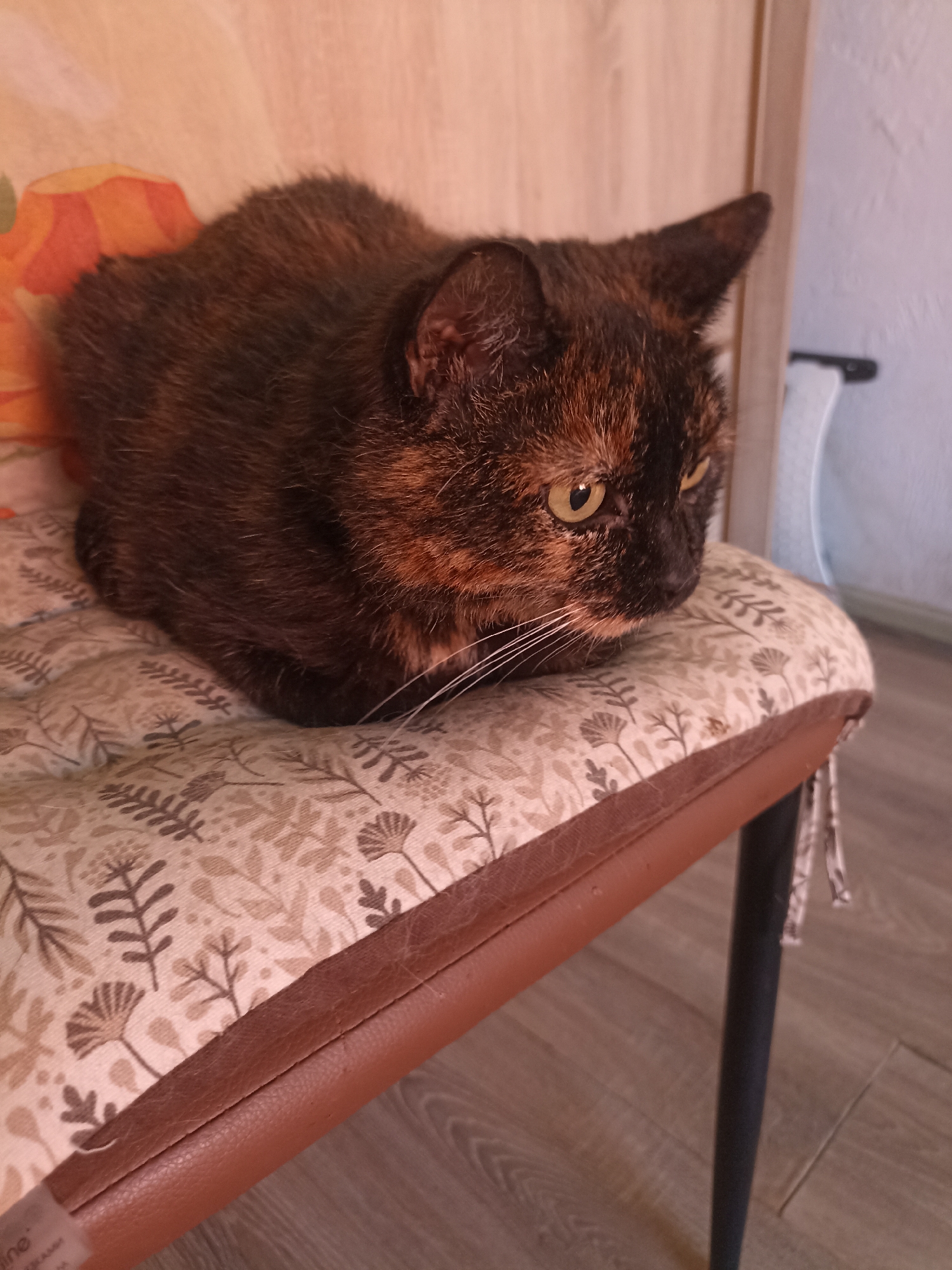 A tortoiseshell cat is lying curled up on a padded chair seat with a floral pattern. The cat has yellow eyes and its fur is a mix of brown, black, and orange. The chair has a brown leather edge and appears to be a kitchen chair. The background shows a wooden floor and a light-colored wall with a piece of toilet paper on a holder. The image is likely taken indoors in a residential setting in Velykodolynske, Ukraine.