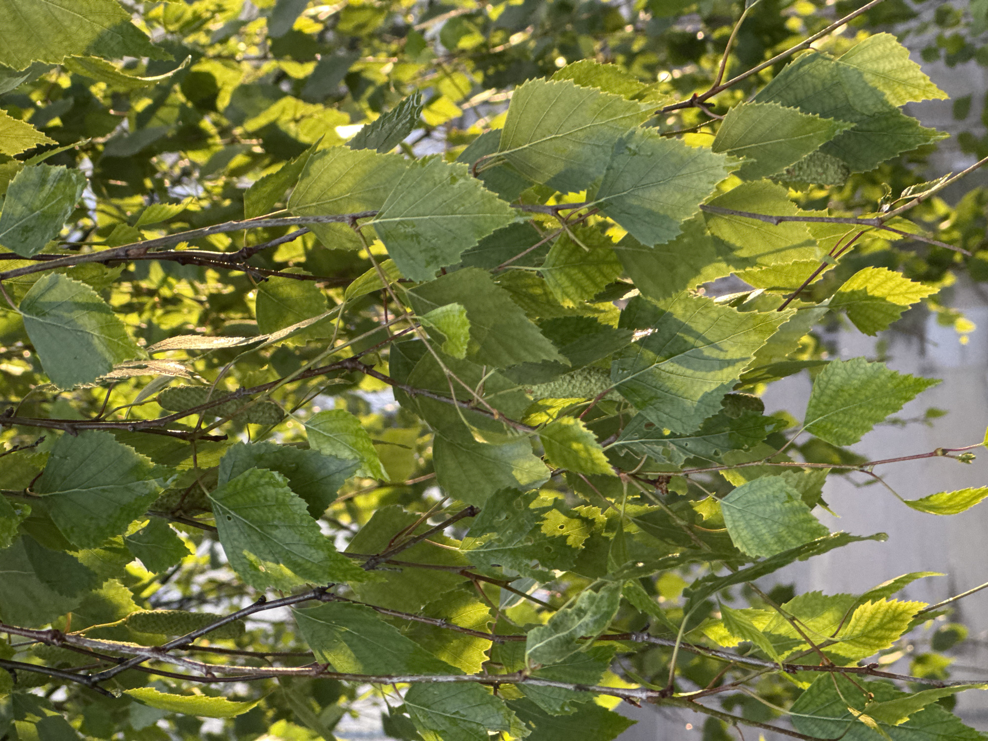 The image shows a close-up of green leaves on branches, possibly of a tree. The leaves are jagged-edged and have a textured surface. Sunlight filters through the leaves, creating bright highlights and shadows. The background is blurred and indistinct, but appears to be a light-colored structure, possibly a wall. The location is identified as Unknown, Unknown.