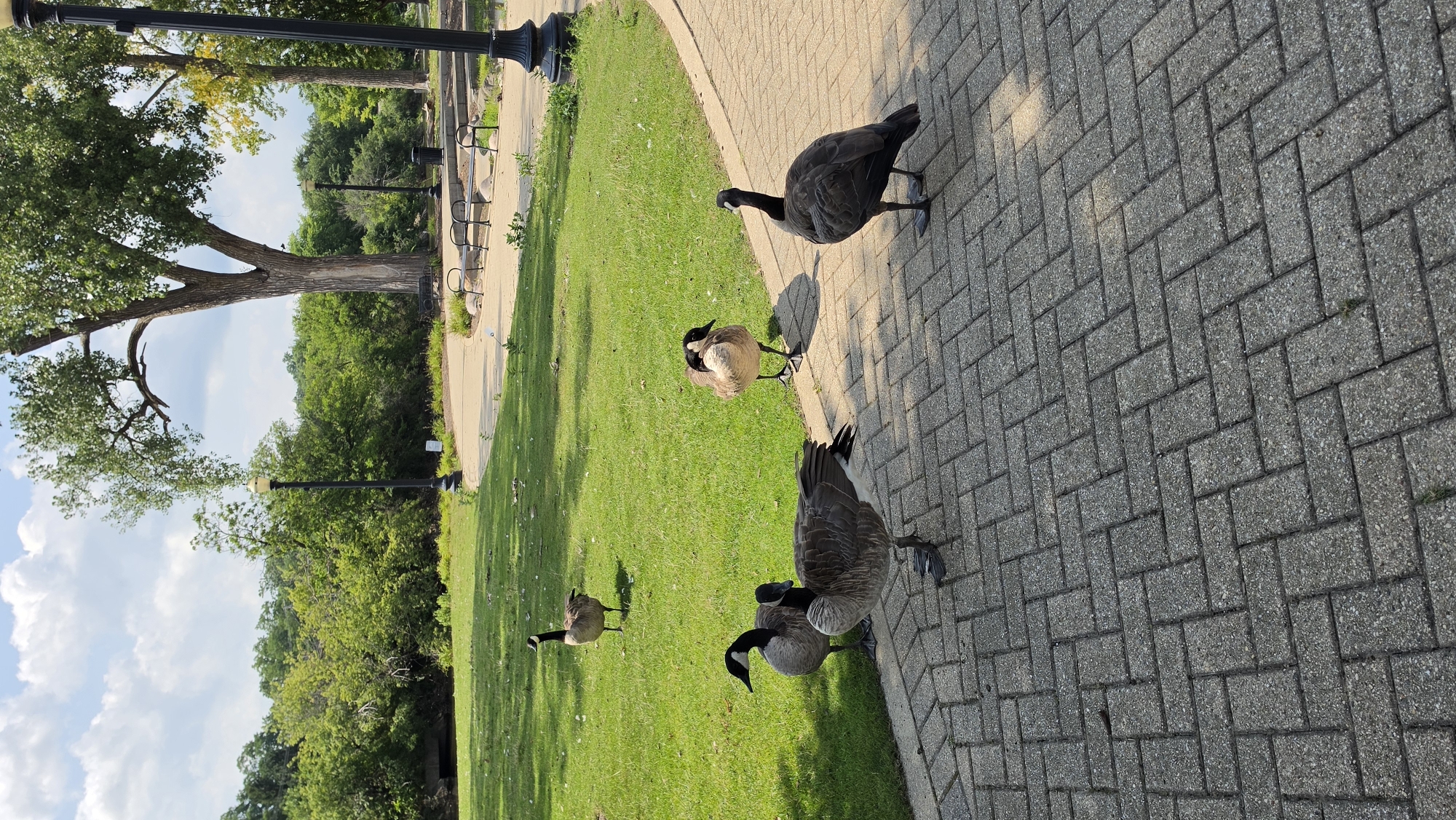 On a sunny day, a flock of Canada geese stands on a paved pathway and a grassy area in a park. The pathway is made of interlocking grey pavers laid in a herringbone pattern. To the left of the pathway, a lush green lawn is dotted with shadows from overhead trees. In the background, dense green trees and foliage line the edge of the park, with a large mature tree dominating the center. Several park benches and streetlights are visible, suggesting a public recreational space. The scene appears to be located in Elgin, United States of America, likely in a park setting near a body of water, given the presence of geese.