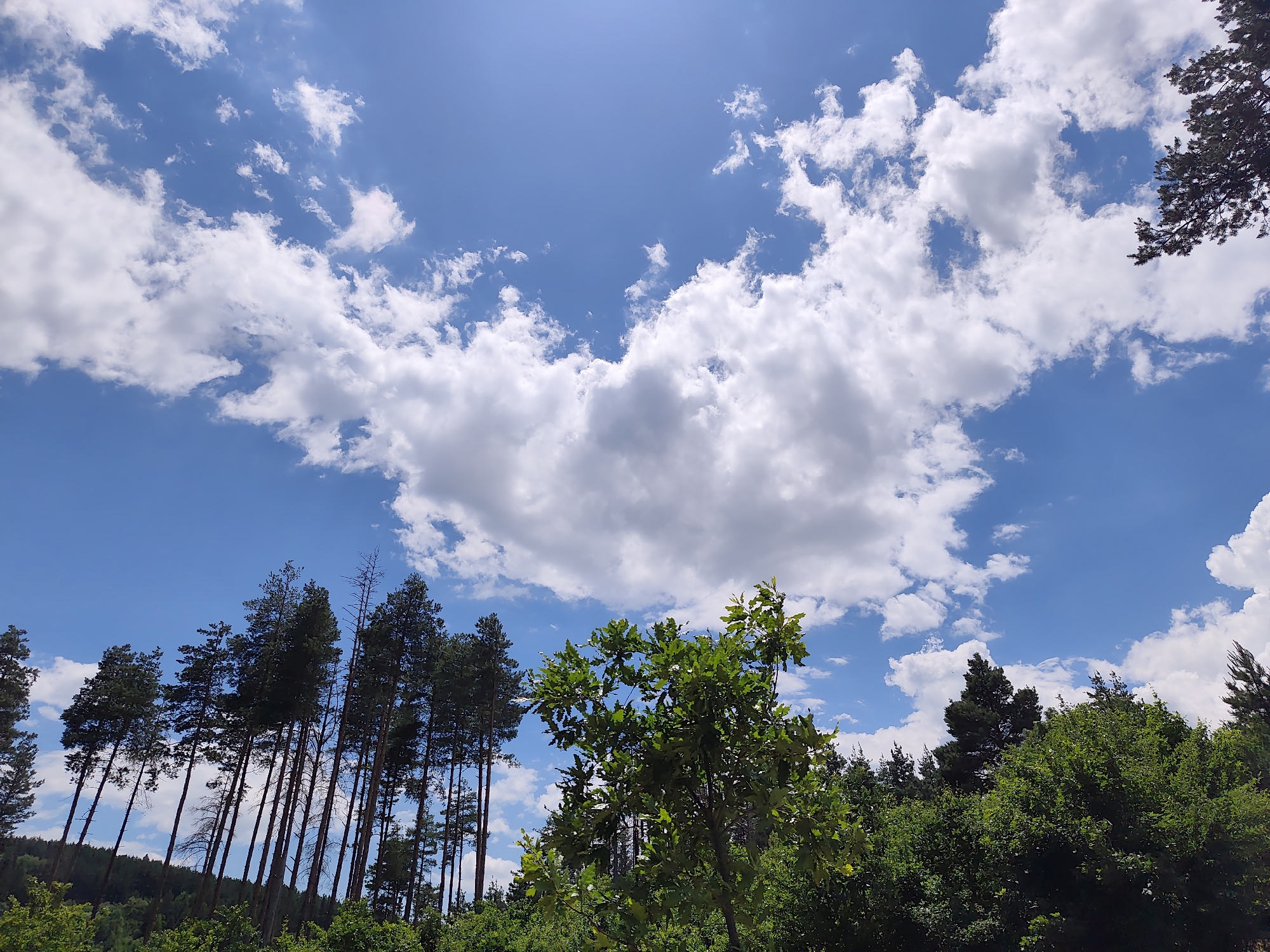 The image depicts a clear blue sky with scattered white clouds, illuminated by bright sunlight. The sun appears to be high in the sky, suggesting it is midday. The scene is dominated by a lush green forest in the foreground and middle ground. Tall, slender pine trees are visible on the left side of the image, their dark green needles contrasting with the brighter green foliage of other deciduous trees. In the center of the image, a leafy green tree with a broader canopy stands out. The forest extends into the distance, with a hilly or mountainous terrain partially visible beneath the trees. The overall atmosphere is serene and natural, indicative of an outdoor setting in a forest or woodland area. There is no text visible in the image. The location is Kladnitsa, Bulgaria.