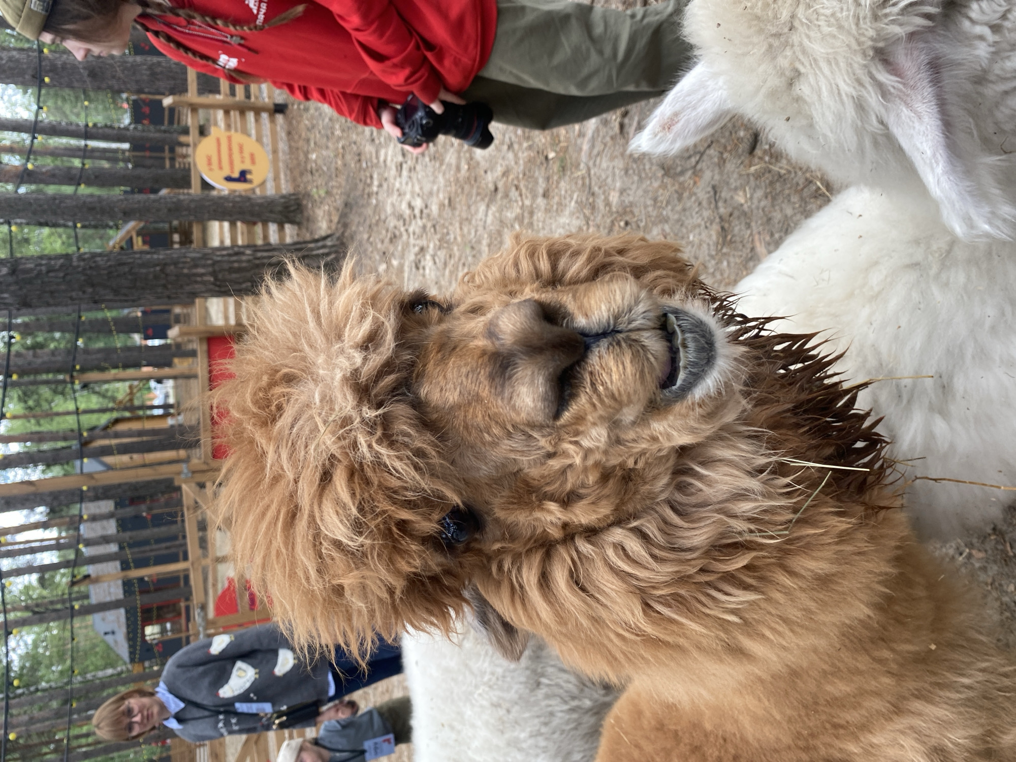 The image depicts an outdoor scene in what appears to be an animal park or petting zoo in Tyumen, Russia. A shaggy, reddish-brown alpaca with dark eyes and wet fur around its mouth is centrally positioned in the foreground, facing the viewer. Its mouth is slightly open, revealing teeth, and small pieces of straw or hay are clinging to the wet fur under its chin. To the alpaca's left, parts of other white-fleeced animals are visible, including a white alpaca or sheep's ear on the bottom right.
On the left side of the image, an adult female with glasses, wearing a grey sweater adorned with white chicken illustrations over a blue collared shirt, and jeans, is partially visible. She has an identification badge clipped to her sweater. A young child wearing a light-colored cap and grey top, also with an identification badge, is partially visible next to her. On the right side, another individual, possibly female, with long dark hair, wearing a red long-sleeved top and olive-green pants, is seen holding a black DSLR camera with a lens. This person is looking towards the right side of the frame.
The background features a wooded environment with numerous tall, slender trees and string lights with yellow bulbs strung between them. Wooden fences separate areas, and several small, dark-colored wooden buildings with red accents and pointed roofs are visible behind the fences. A circular yellow sign with a dark silhouette, likely depicting a seated figure or animal, and Cyrillic text is affixed to a fence post in the mid-right background. The ground is dirt.