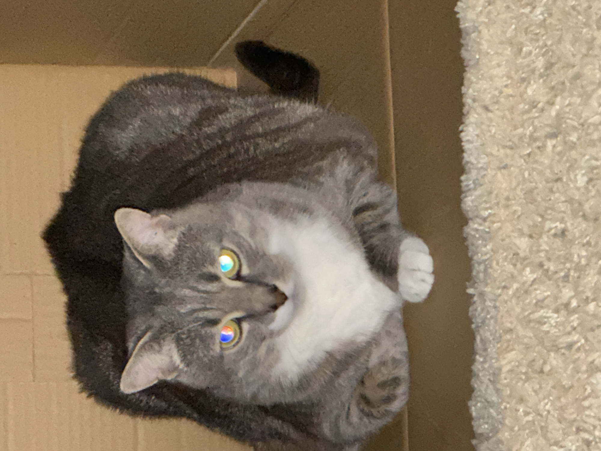 A grey and white tabby cat is sitting in a cardboard box. The cat's eyes are reflecting light, creating a colorful effect. The background is made of cardboard. A fluffy beige carpet is visible in the foreground.