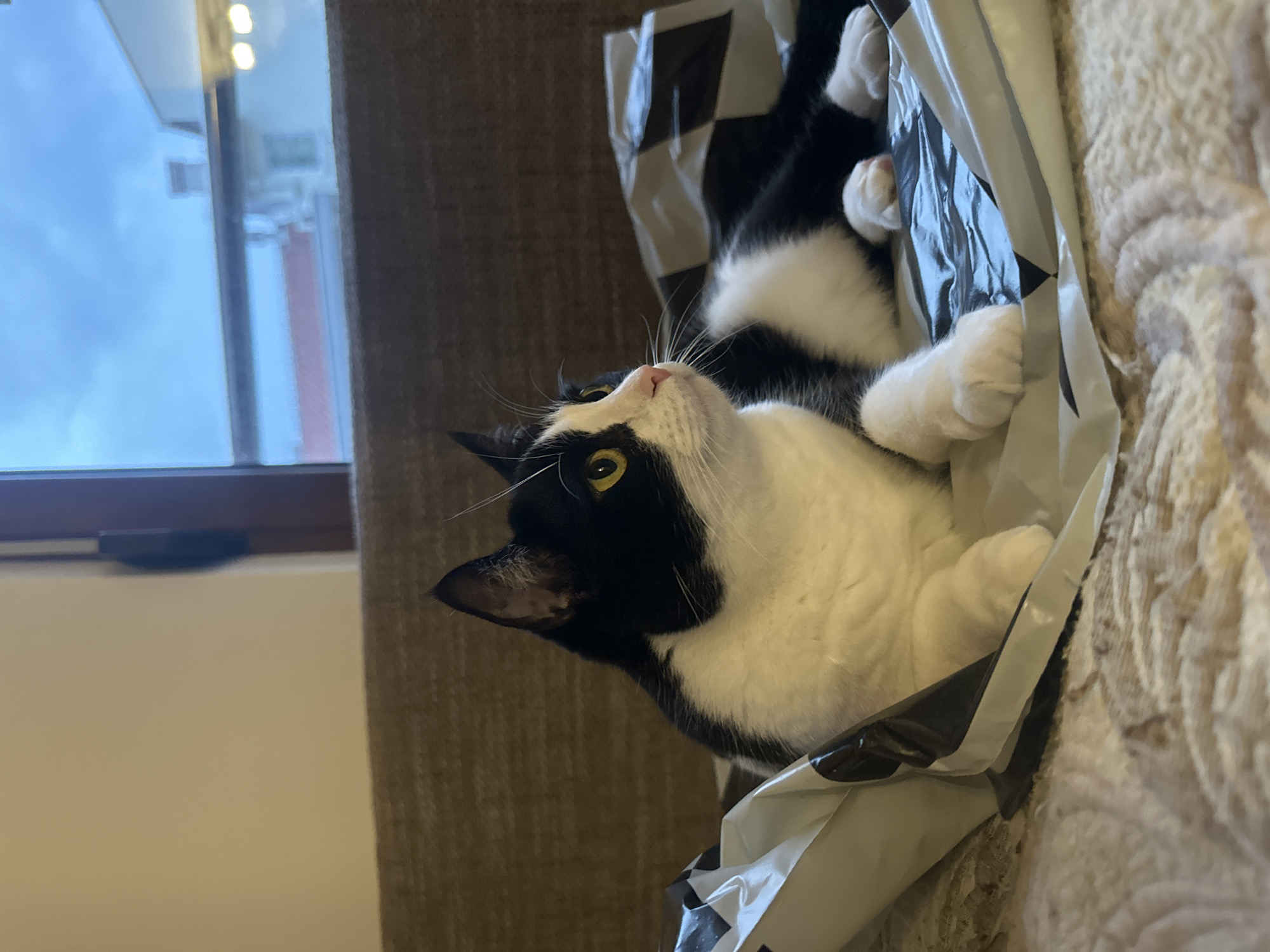 A black and white cat is lying on its back inside a black and white plastic bag. The cat has its paws up and is looking upwards. The bag is on a textured surface, likely a bed or couch. In the background is a window with a view of buildings, possibly in Budva, Montenegro. A neutral-toned curtain is partially visible on the left side of the frame.