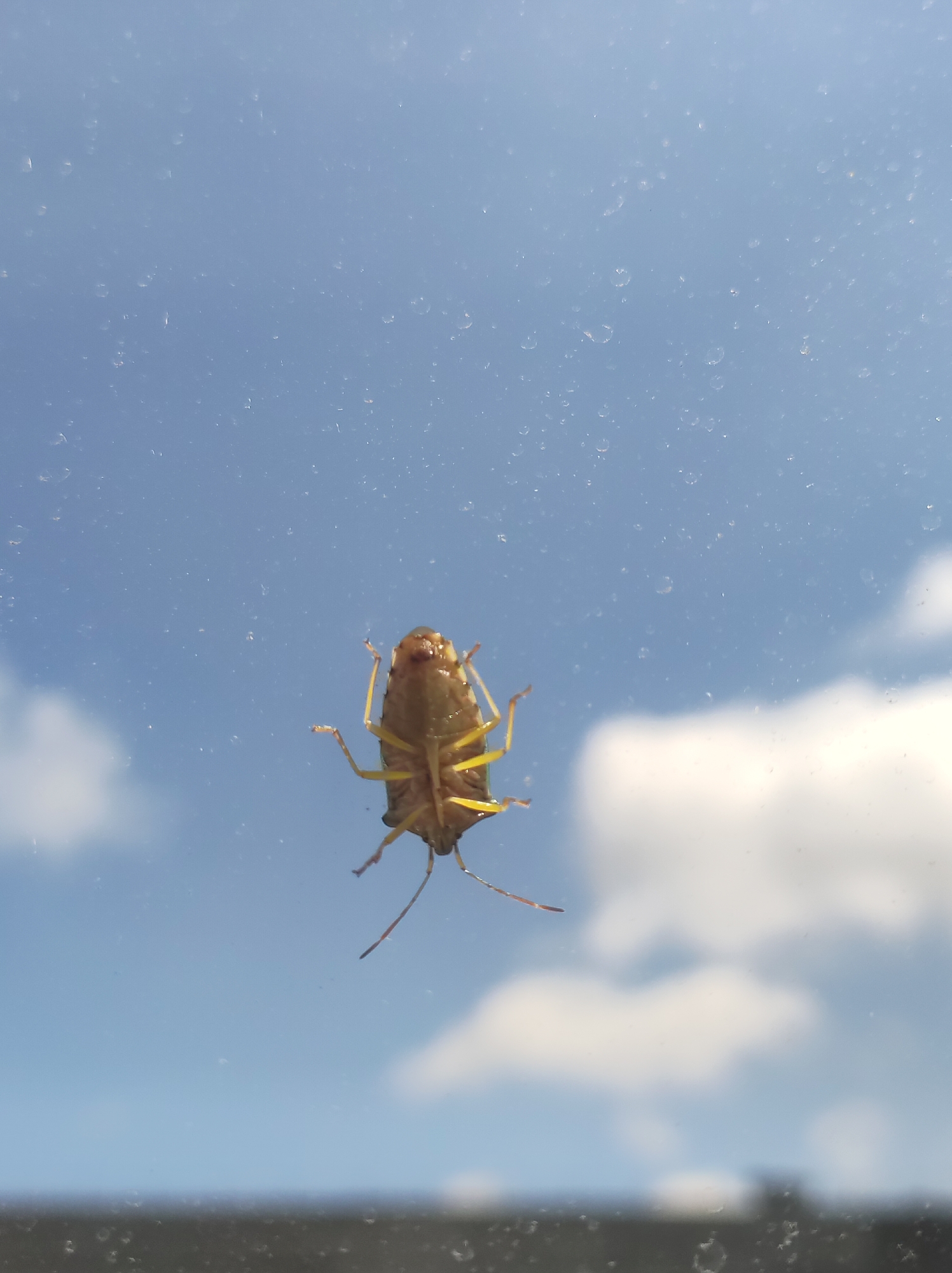 An image captures the underside of a brown-bodied insect, likely a shield bug or stink bug, clinging to a transparent surface, presumably a window pane. The insect's ventral side and its six yellowish-green legs are clearly visible, with its antennae extending downwards.
The background, viewed through the clear surface, is a bright blue sky with scattered fluffy white cumulus clouds, indicating a daytime scene with fair weather. The transparent surface itself appears to have numerous small water droplets or dust particles adhering to it. A blurred, dark, horizontal line occupies the very bottom edge of the frame, possibly representing a distant building or horizon. There are no people or visible text in the image. The scene is set in Chaikovsky, Russia.