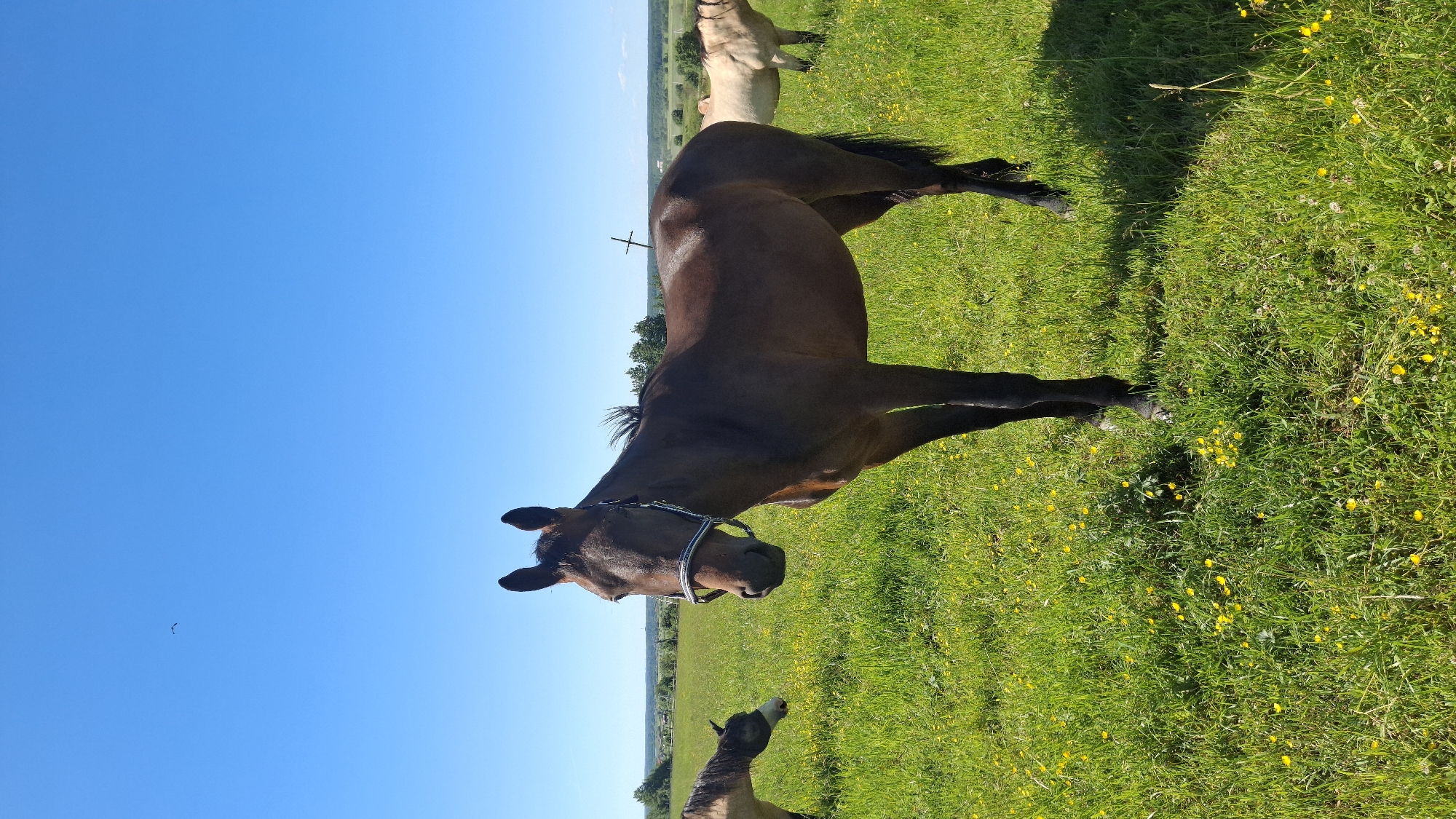 This media file features a dark brown horse in a grassy field with scattered yellow wildflowers under a clear blue sky. The horse is the primary subject, positioned in the center of the frame, facing left and slightly downwards. It is wearing a halter. In the background, a lighter-colored horse or foal is visible, also in the field. The scene appears to be a rural pasture in Kaporskoe, Russia. The lighting suggests it is daytime, likely during fair weather due to the bright sun and clear sky. The image is oriented vertically, with the horizon line running horizontally across the middle. The overall mood is serene, capturing a moment of peaceful grazing in a natural setting.