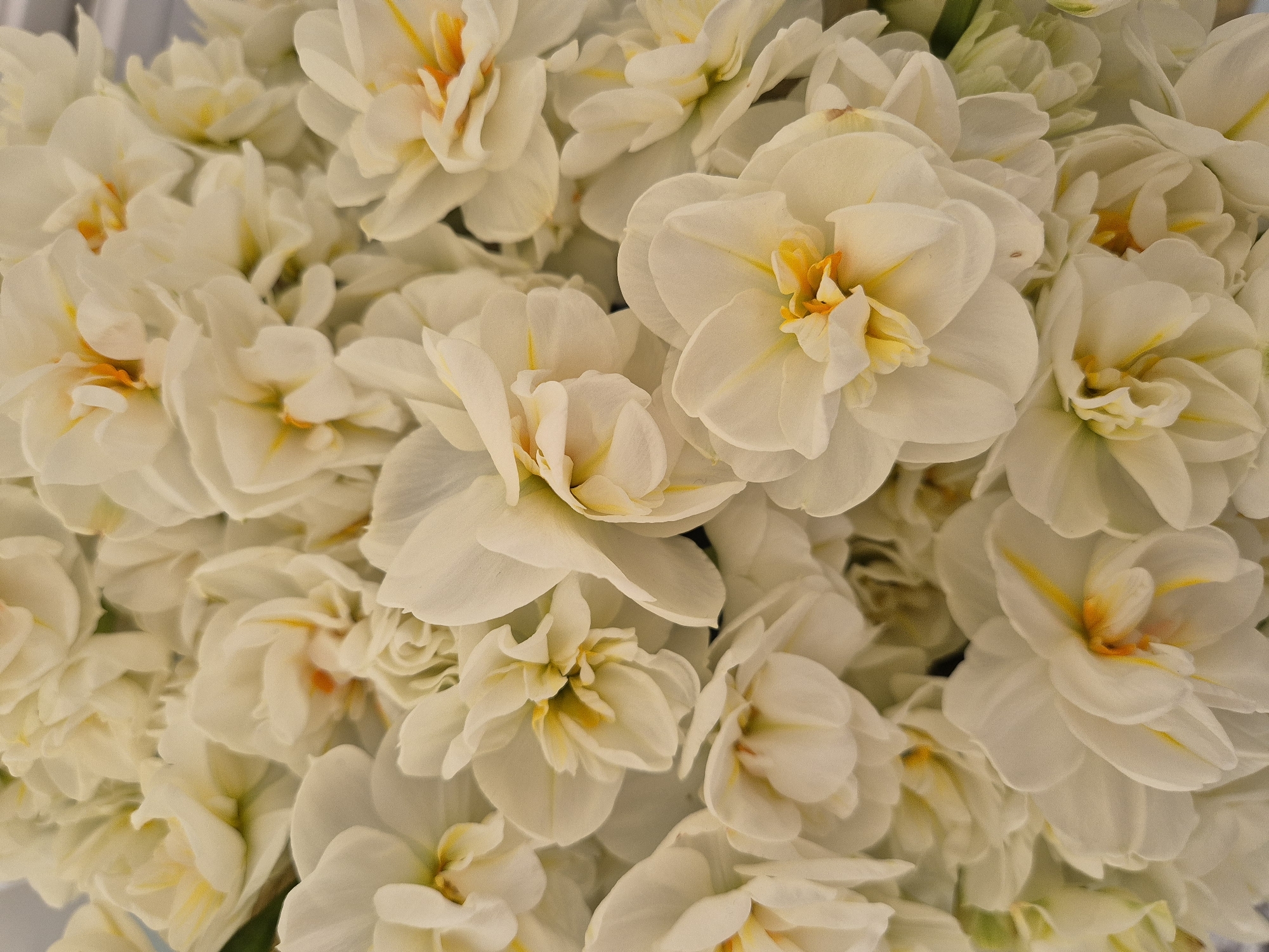 A tight close-up of a cluster of white double daffodil flowers with yellow centers. The petals are densely layered and slightly ruffled. The flowers appear fresh and in full bloom. The location is unknown, but based on the prompt, it could be West Suffolk, United Kingdom. No people are visible.