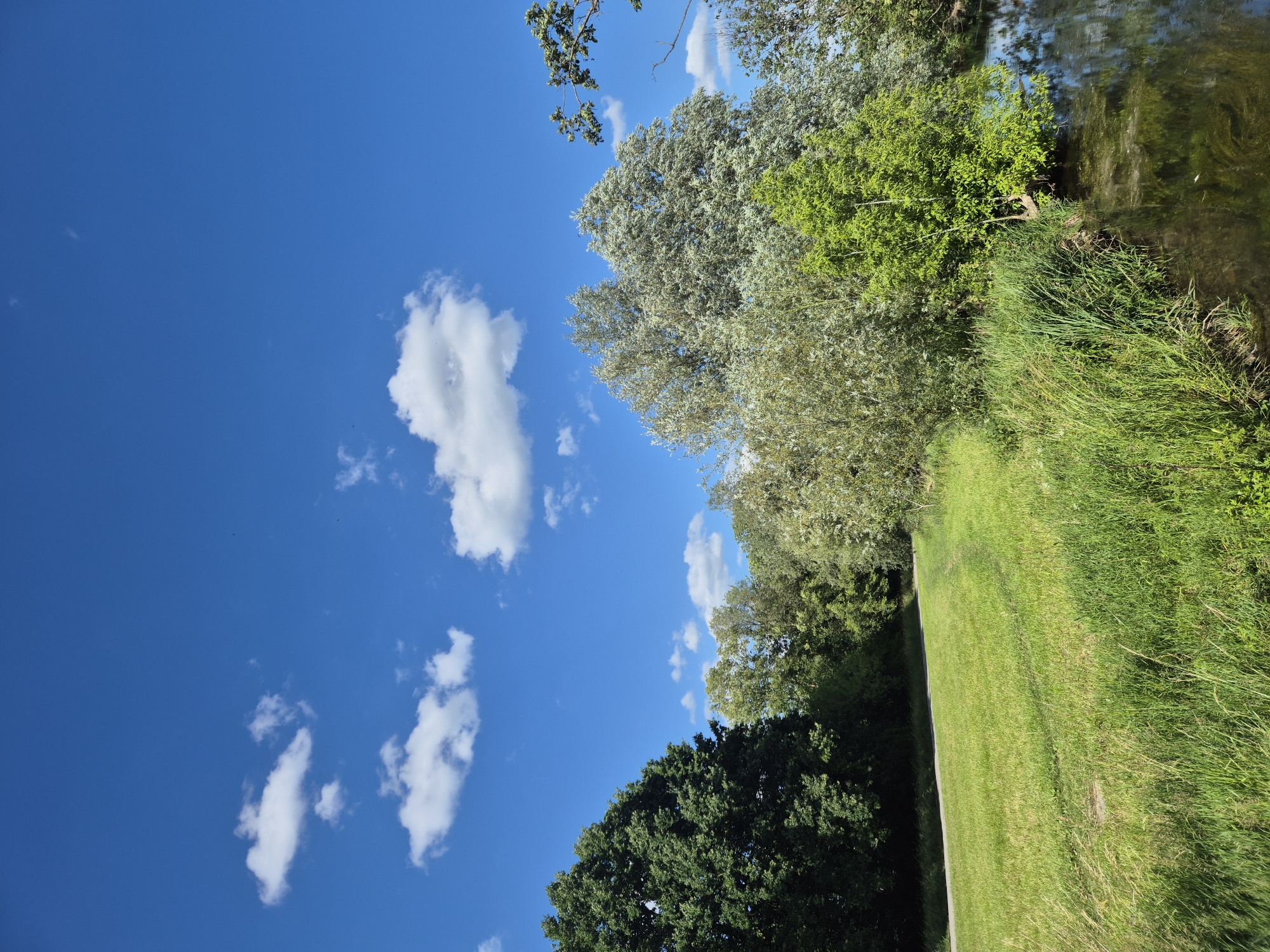A bright, sunny day with a clear blue sky dotted with fluffy white clouds is depicted. The scene overlooks a grassy field with a winding path. To the right of the field, a calm body of water reflects the sky and surrounding trees. The shoreline is lined with tall green grass and lush trees. In the background, a dense forest of various trees with green and silvery foliage creates a natural backdrop. The image captures a serene natural landscape, possibly a park or nature area within the city of Landshut, Germany. There are no people or animals visible in the image.