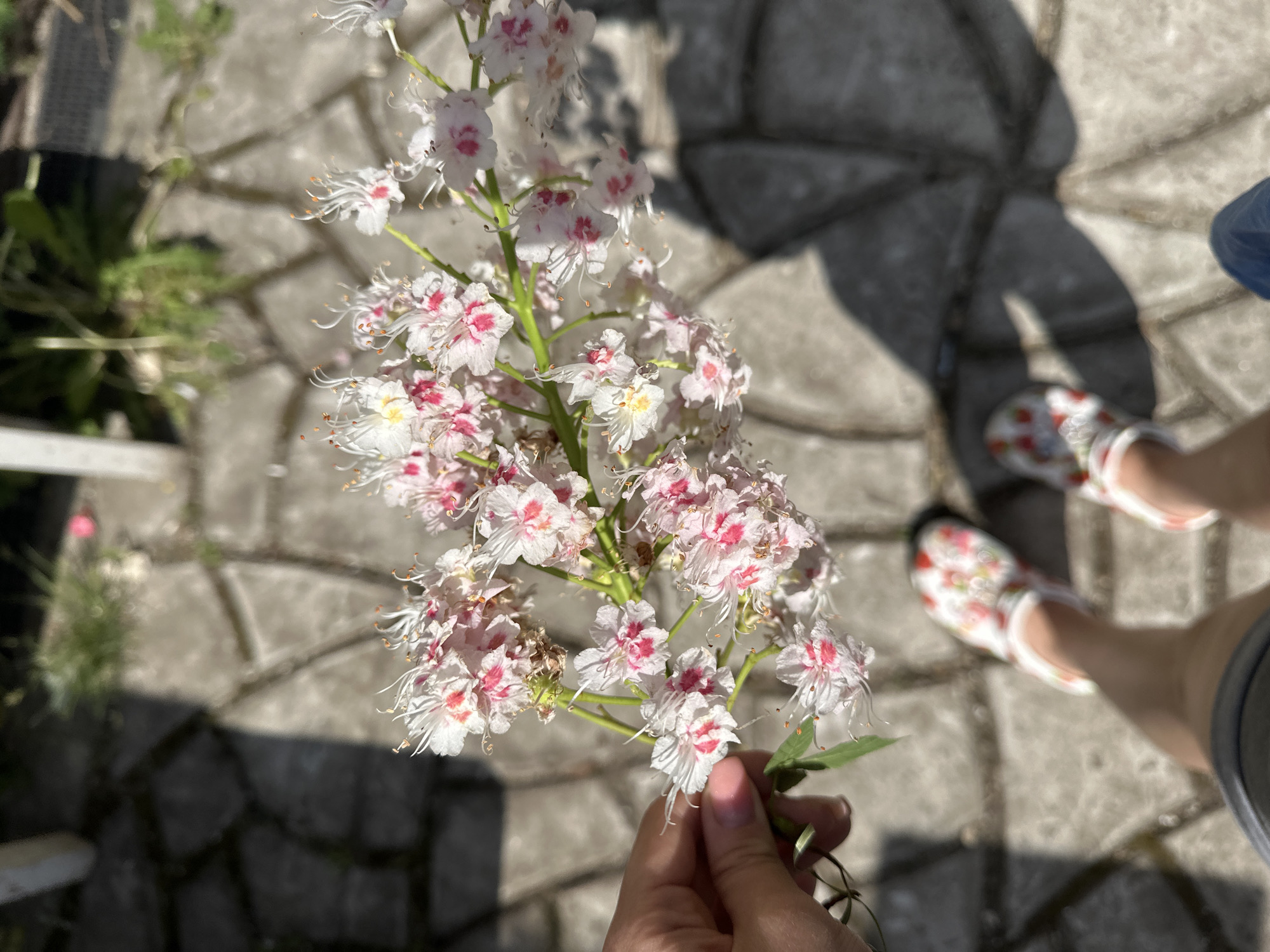 A hand holds a flowering branch with white and pink blossoms against a background of grey paving stones. A person wearing floral-patterned clogs and shorts stands to the right. Other greenery is visible to the left, slightly out of focus. The location is Nizhny Novgorod, Russia based on similar images.