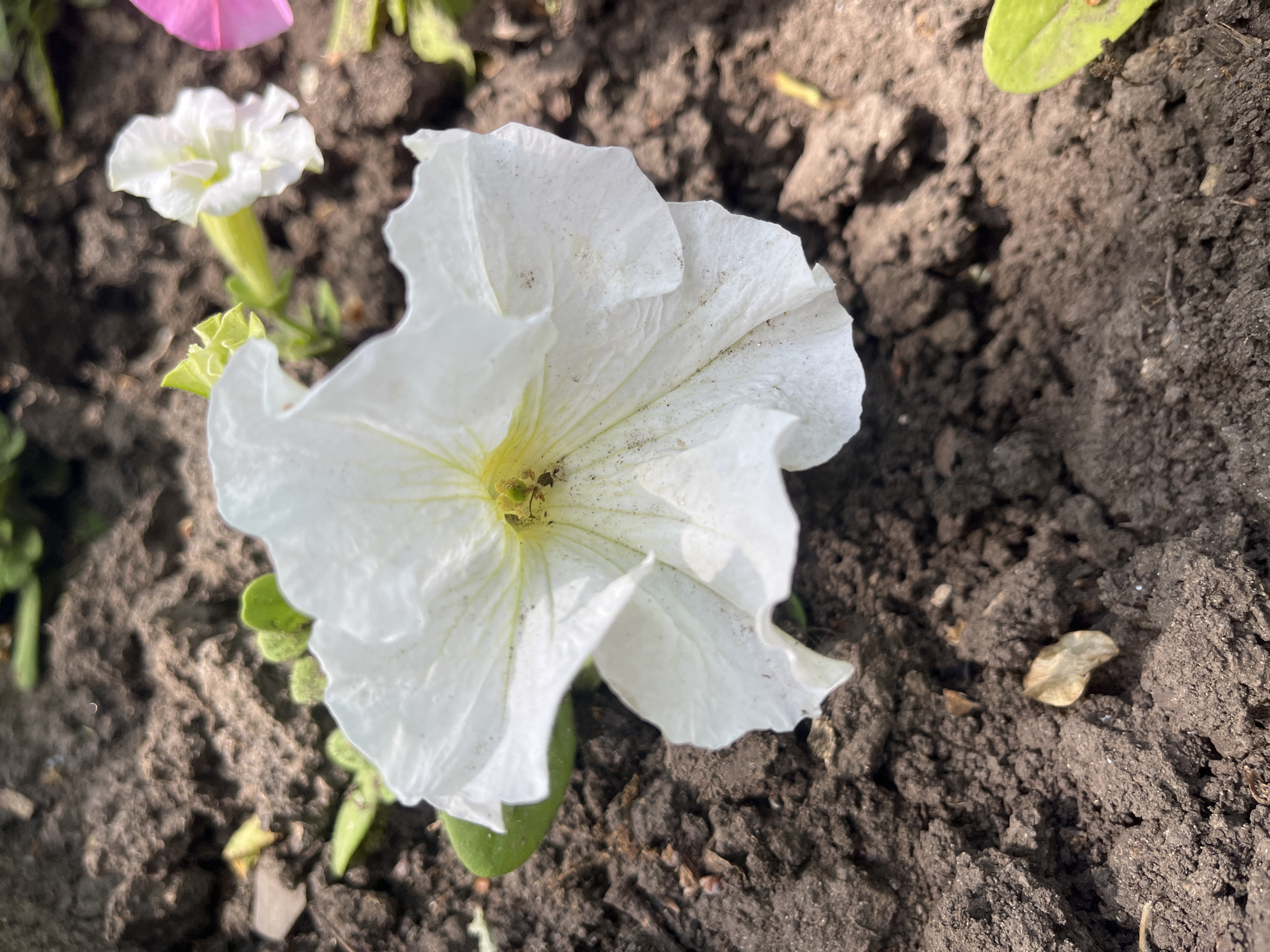 A close-up captures a white petunia blossom with its delicate petals prominently displayed against dark soil. In the background, glimpses of other petunias, one white and one pink, are visible. The location is Krasnodar, Russia.