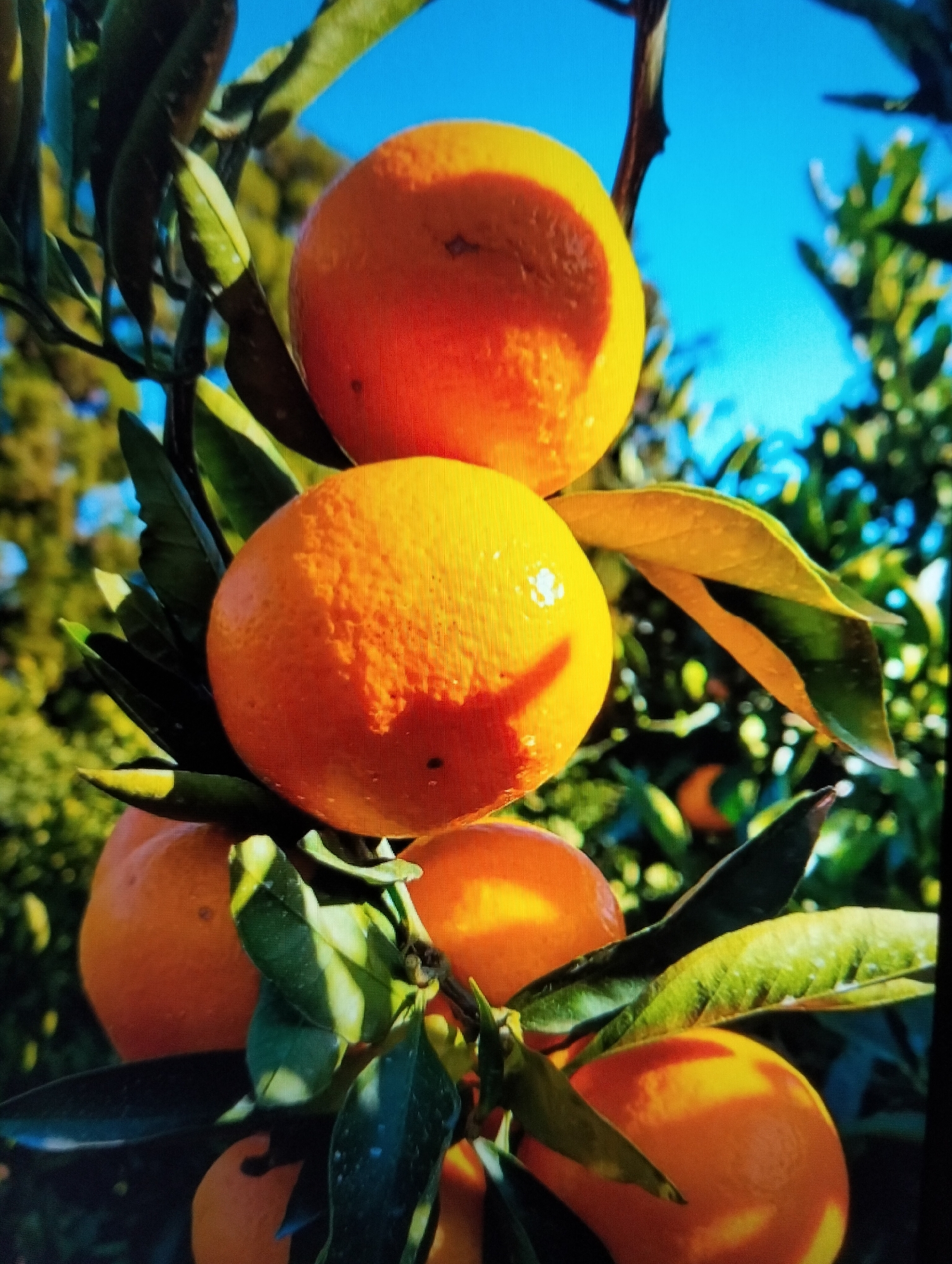 The image displays a close-up view of a cluster of ripe oranges on a tree branch, set against a bright blue sky and blurred green foliage. Several oranges are visible, with varying degrees of ripeness and some reflecting sunlight. Dark green leaves, some with water droplets, are interspersed among the fruit. The scene appears to be an outdoor agricultural setting. The image does not contain any people, actions, or interactions. The location in the city of Payagaboh, Indonesia is not discernible from the visual information provided in the image.