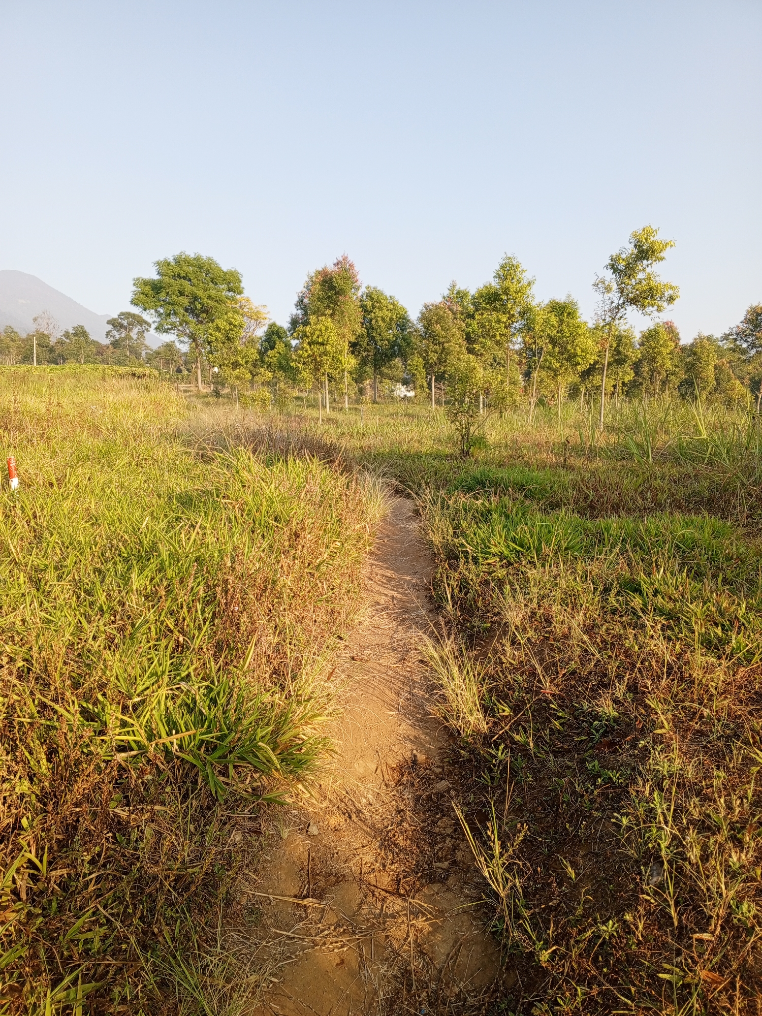 A narrow dirt path winds through a grassy field towards a line of trees in the distance. The sky is a clear, pale blue. In the far background, a mountain is visible on the left. The grass is a mix of green and dried yellow blades, with some patches of darker soil. A small red and white marker is visible in the grass on the left side of the path. The scene appears to be an outdoor natural environment, potentially a park or rural area in Yakkurugala, Sri Lanka.