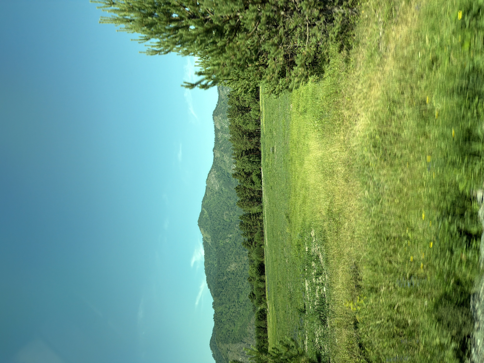 The image depicts a landscape scene with a clear blue sky. In the foreground, a lush green field with some wildflowers is visible. To the right, a large evergreen tree is prominent, with its branches filling a significant portion of the frame. In the background, a range of rolling green mountains covered in dense forest is visible. The image appears to be taken from a moving vehicle, as indicated by the motion blur in the foreground. The location is identified as Elekmonar, Russia, suggesting a natural, possibly rural or mountainous environment. There are no people or animals visible in the image, and no discernable actions or interactions are taking place. The overall impression is one of natural beauty and tranquility.