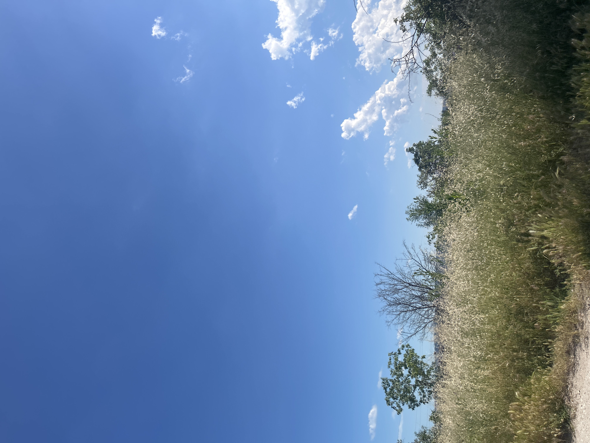 The image depicts a sunlit natural scene with a clear blue sky dominating the upper portion. The lower half of the frame is filled with tall, golden-green grass and various trees and shrubs. In the foreground, a dirt path or ground is visible on the left. There are no people or animals present. The scene appears to be an outdoor, possibly rural or park-like area. Without further context or visual cues specific to Varna, Bulgaria, pinpointing the exact location within the city is not possible from this image alone. However, the general environment suggests a place with abundant vegetation and open sky.