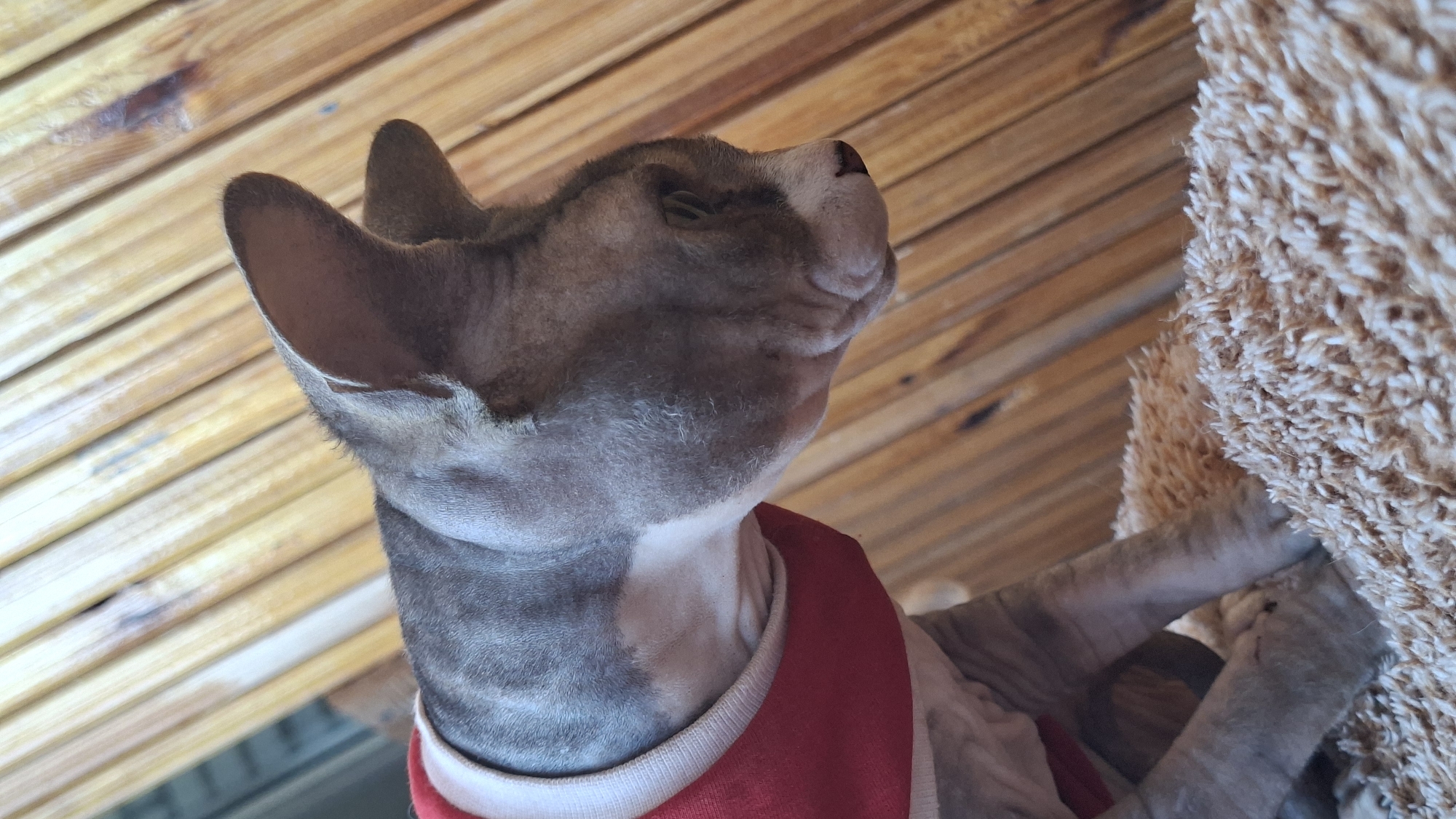 A grey, hairless cat wearing a red garment is resting on a textured, light brown surface. The cat is positioned in the foreground, facing right and looking downwards. Behind the cat, a wooden surface with vertical planks is visible. The scene appears to be indoors, potentially in a home environment. There is no specific information available to pinpoint a location within Забалоцкі сельскі Савет, Belarus.