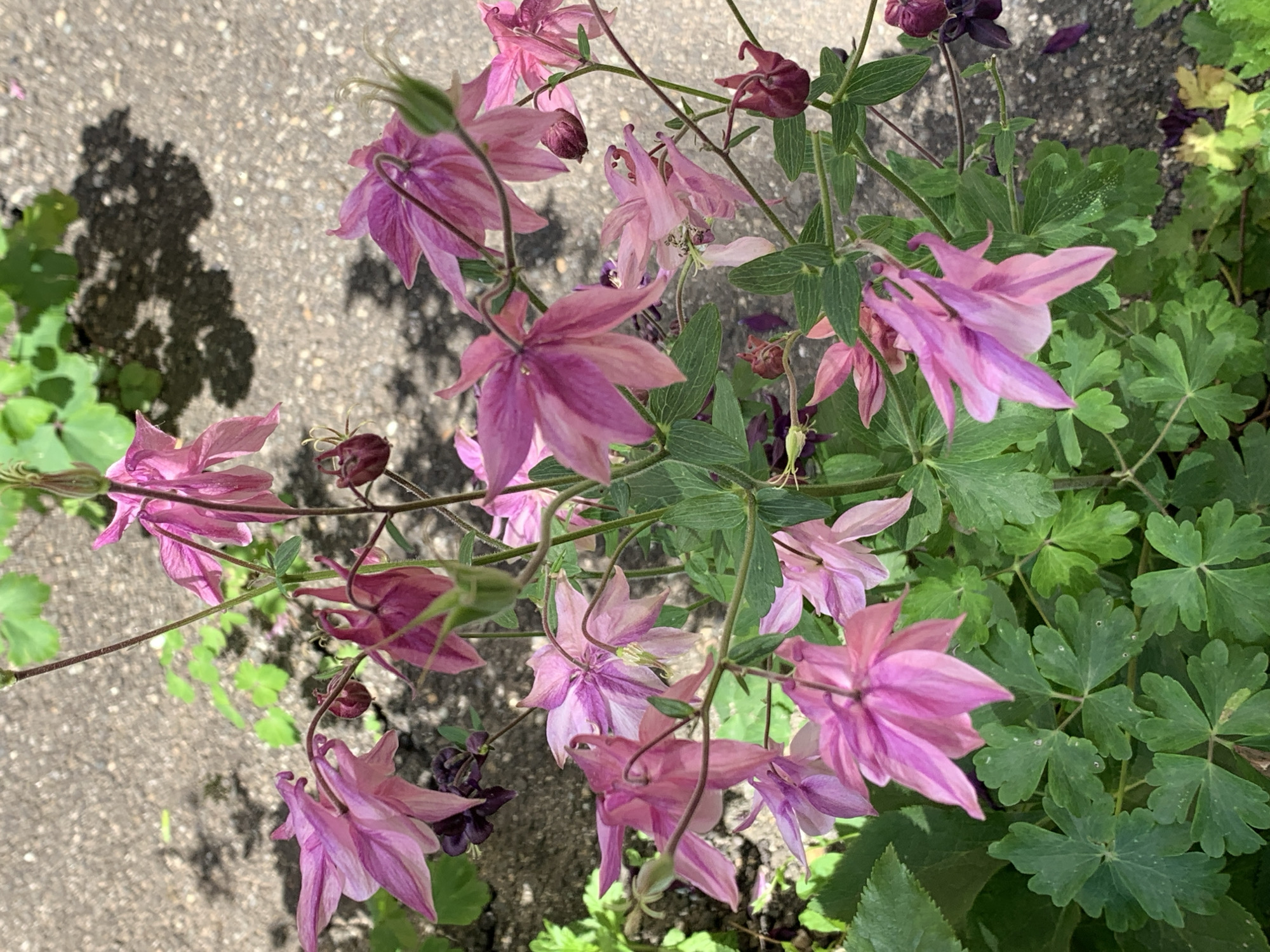 The image shows a cluster of pink and purple columbine flowers growing near a paved area. The leaves of the columbine plants are green and lobed. A shadow of a plant is visible on the pavement. The location, Stavropol, Russia, is based on the previous context.