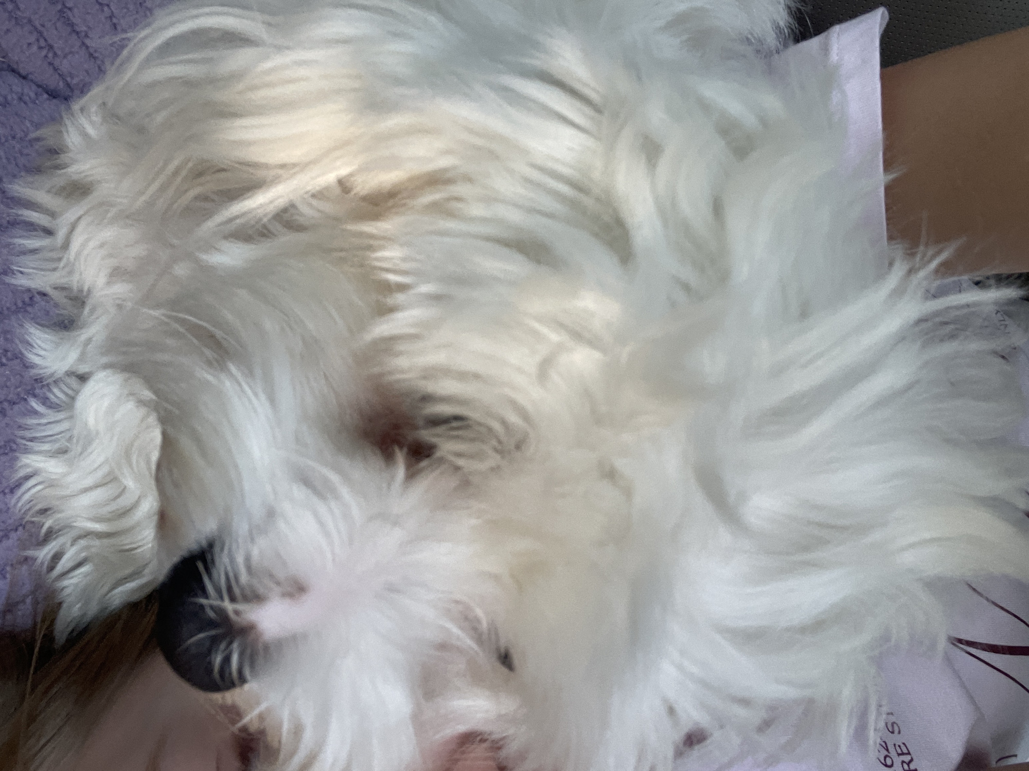 A close-up, eye-level shot focuses on a fluffy white dog, likely a Maltese or similar breed, resting on what appears to be a purple, textured surface, possibly a blanket or rug. The dog's fur is long and white, obscuring most of its face, though its dark nose and part of its muzzle are visible. The dog's head is tilted down, and its eyes are not clearly discernible. In the upper portion of the image, hints of a person's arm and clothing are present, suggesting the dog is being held or is resting on someone. A partially visible pinkish fabric with some faint dark lines or text also appears in the background. The lighting suggests an indoor setting, possibly near a window, with soft shadows cast on the dog's fur. The image does not provide any specific clues or visual information to determine its location within Godijelji, Montenegro.