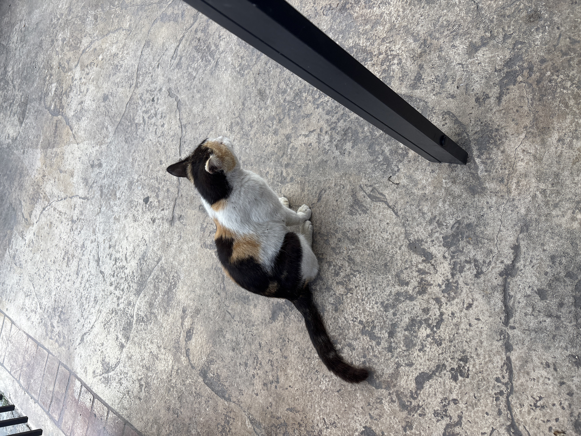 A calico cat with black, white, and orange patches sits on a textured gray concrete surface, possibly a patio or walkway. The cat is facing right, with its body turned slightly towards the viewer. A dark, angled object, likely a piece of furniture or a table leg, is visible in the lower right portion of the frame, casting a shadow. In the upper left, a section of a brick border can be seen. The scene appears to be outdoors, with natural light creating shadows. There is no specific indication of the city of Panagyurishte, Bulgaria, in the image itself.