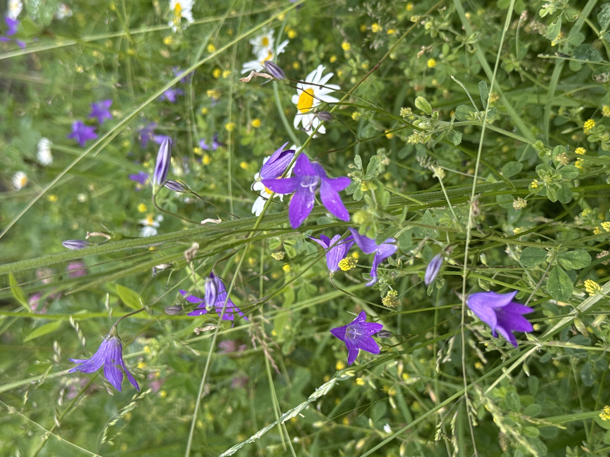 A close-up, eye-level shot captures a wild meadow scene, likely within the city of Volokolamsk, Russia, during daylight hours. The foreground is dominated by lush green grass and various wildflowers. Prominent are several bell-shaped, purple flowers, some fully bloomed with five pointed petals, while others remain as closed buds. Interspersed are smaller white wildflowers with yellow centers, resembling daisies, and tiny yellow flowers. Tall green stalks of grass and other vegetation crisscross the frame, creating a sense of depth and texture. The background is a soft blur of green and hints of other floral colors, suggesting a dense meadow environment. No people or animals are visible. The overall impression is one of natural, untamed beauty.