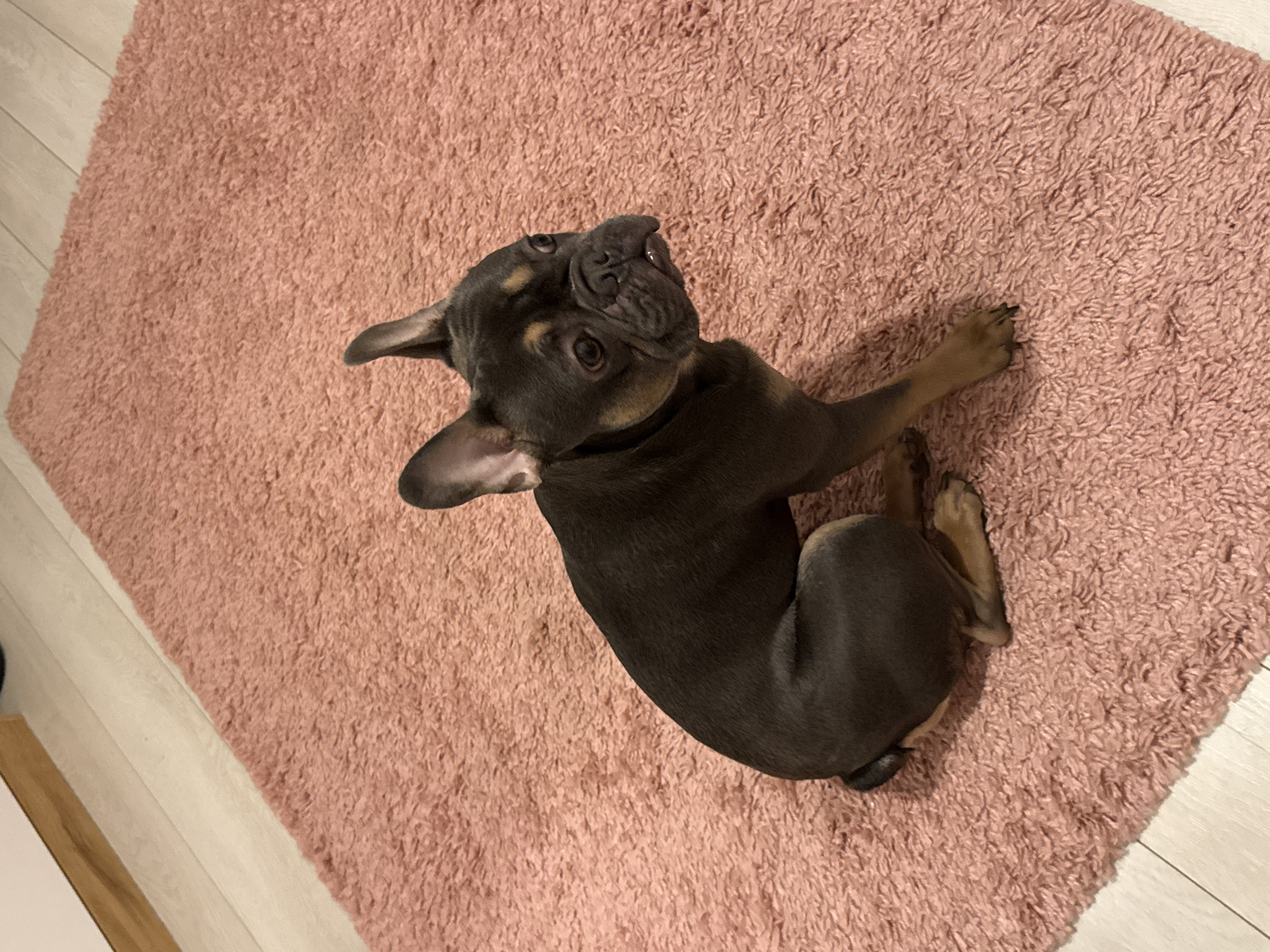 A blue brindle French Bulldog sits on a pink shag rug. The dog's head is tilted upwards, looking at the camera. The rug is partially on a light-colored wood floor. The location cannot be determined from the image.