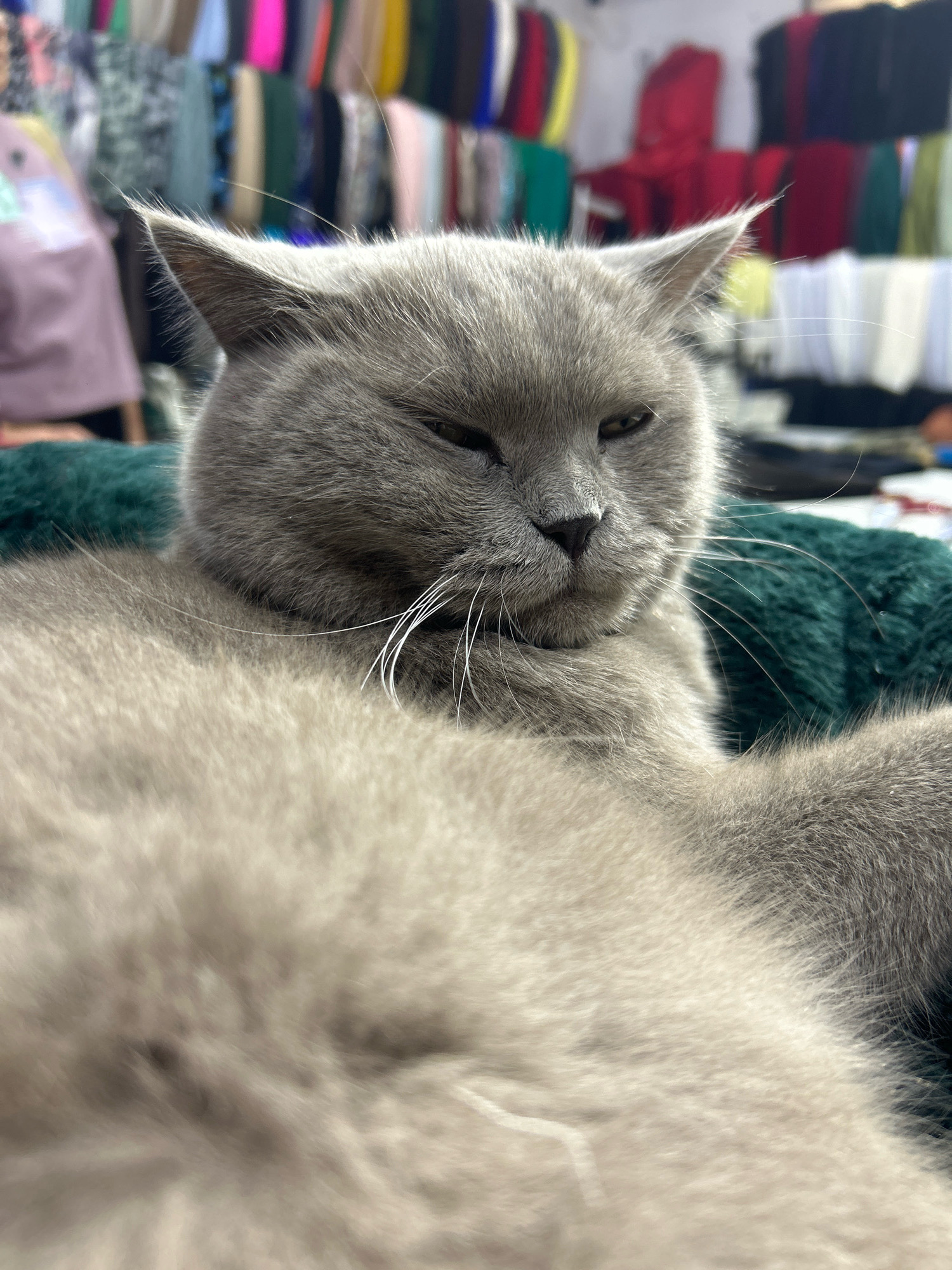 A close-up shot captures a grey British Shorthair cat resting on a plush green surface. The cat's eyes are partially closed, giving it a relaxed or sleepy expression. Its fur is dense and soft. In the background, shelves filled with various colored fabrics are visible, suggesting the setting might be a textile shop or market in Sumgayit, Azerbaijan. The lighting is soft, illuminating the cat's face and the textures of its fur and the surface it rests on. The background is out of focus, emphasizing the cat as the primary subject.