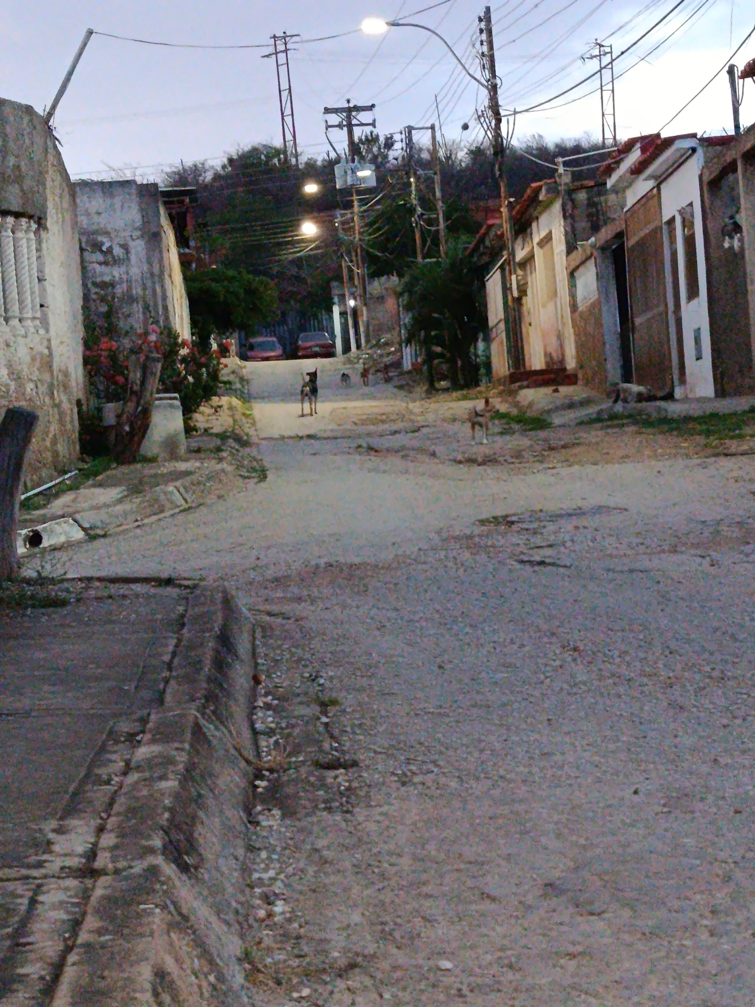 The image shows a street scene in Juan Griego, Venezuela, during twilight or early evening. The street is paved with gravel and appears to be somewhat uneven. On the left side of the street, there is a weathered, textured wall, possibly made of concrete or stucco, with decorative white elements near the top. Adjacent to this wall, some red flowers are visible. Further up the street, on the right, a row of modest, aging buildings with tiled roofs line the road. Some of these buildings have open doorways and windows.
In the middle ground of the street, two dogs are visible. One is a medium-sized dog standing in the middle of the road, facing away from the camera. Another smaller dog is further up the street and to the right, appearing to be lying down or sitting. Two cars, a red sedan and another car partially obscured, are parked or stopped on the uphill section of the street.
The environment is characterized by numerous overhead electrical wires and utility poles, indicating an urban or semi-urban setting. A street light is visible in the upper left portion of the image. The sky is overcast and a pale grey, suggesting the end of daylight. The overall impression is of a quiet, residential street in a town, possibly with a slightly rundown or aged infrastructure.