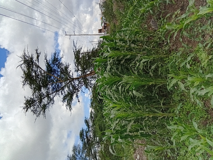 The image shows a patch of green corn plants growing in a field in Mlolongo, Kenya. The plants are about 3 feet tall and have long, green leaves. There is a large tree in the background. There are several power lines running overhead. The sky is cloudy. The image was taken at the coordinates -1.402, 36.944. There are no people in the image.
